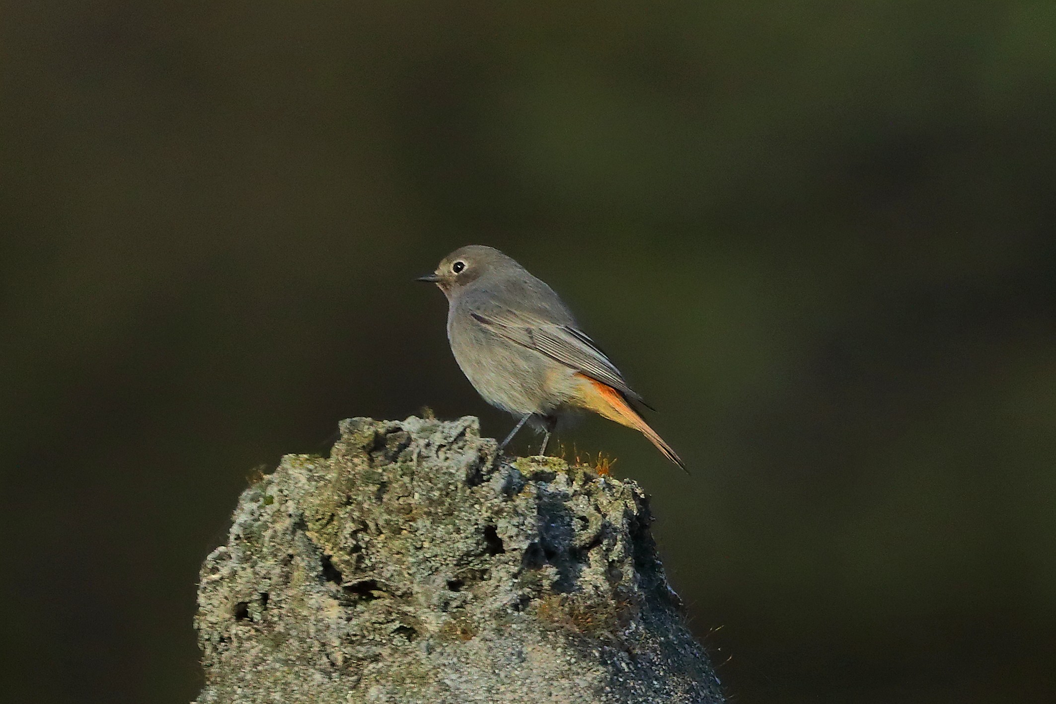 Codirosso F 28 novembre 2024 - 0046