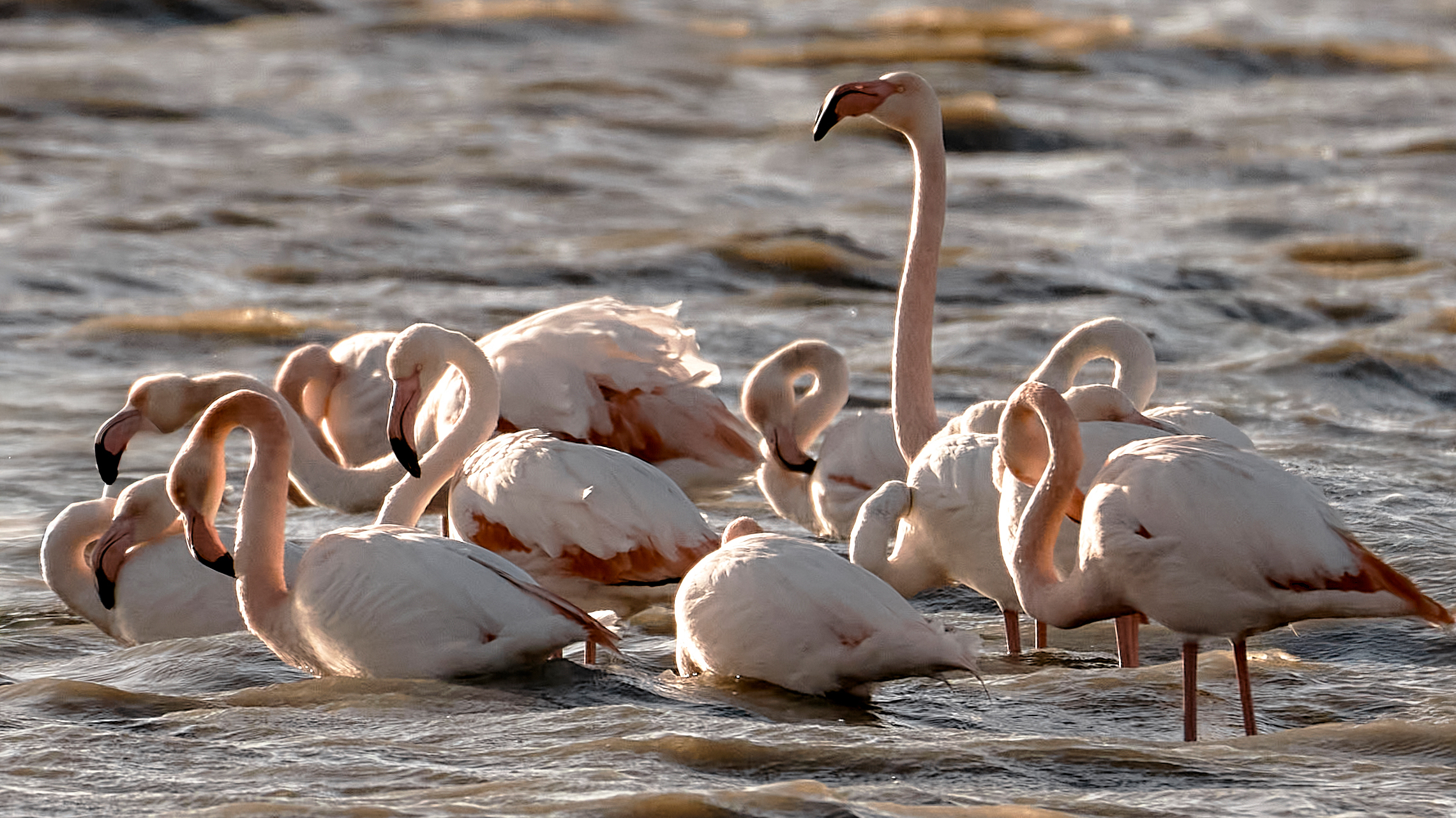 Flamingoes