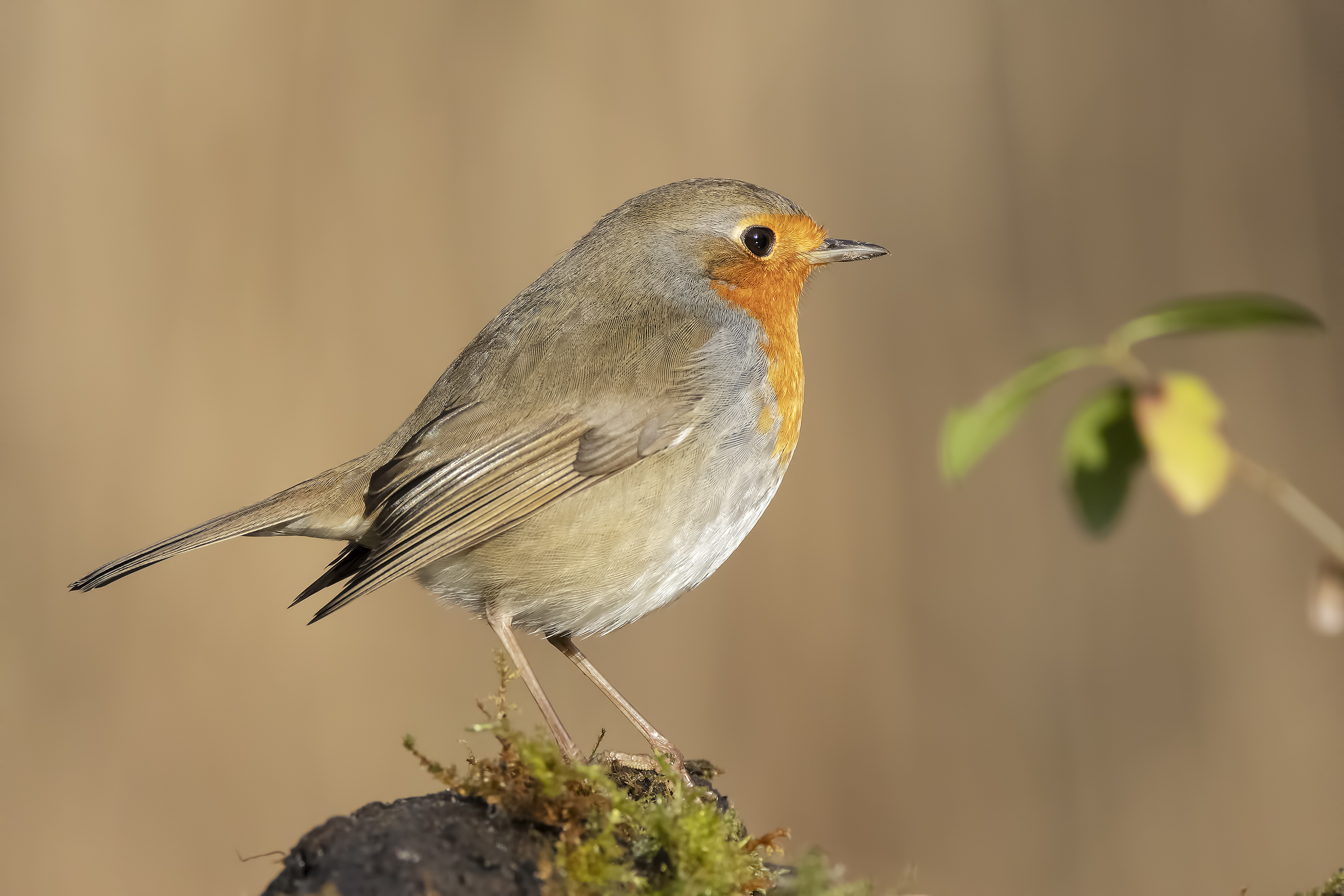 Robin