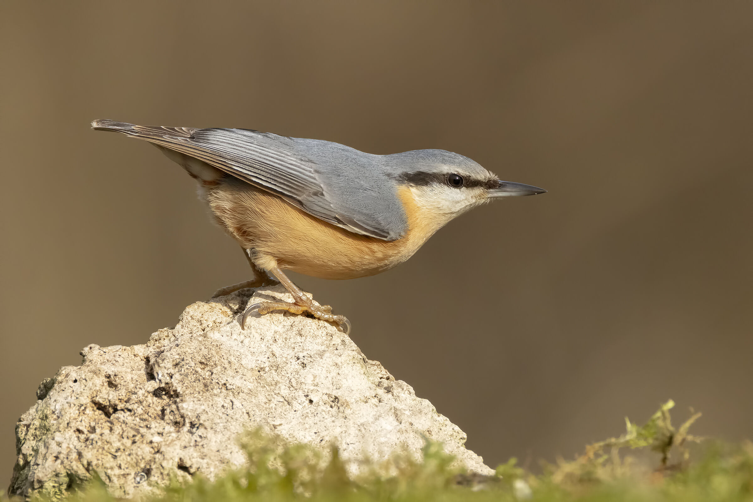 Wood nuthatch