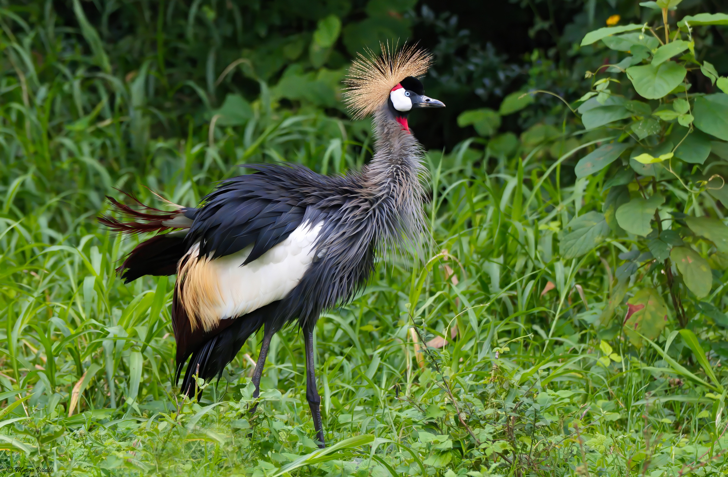 Gru coronata grigia-Balearica regulorum)