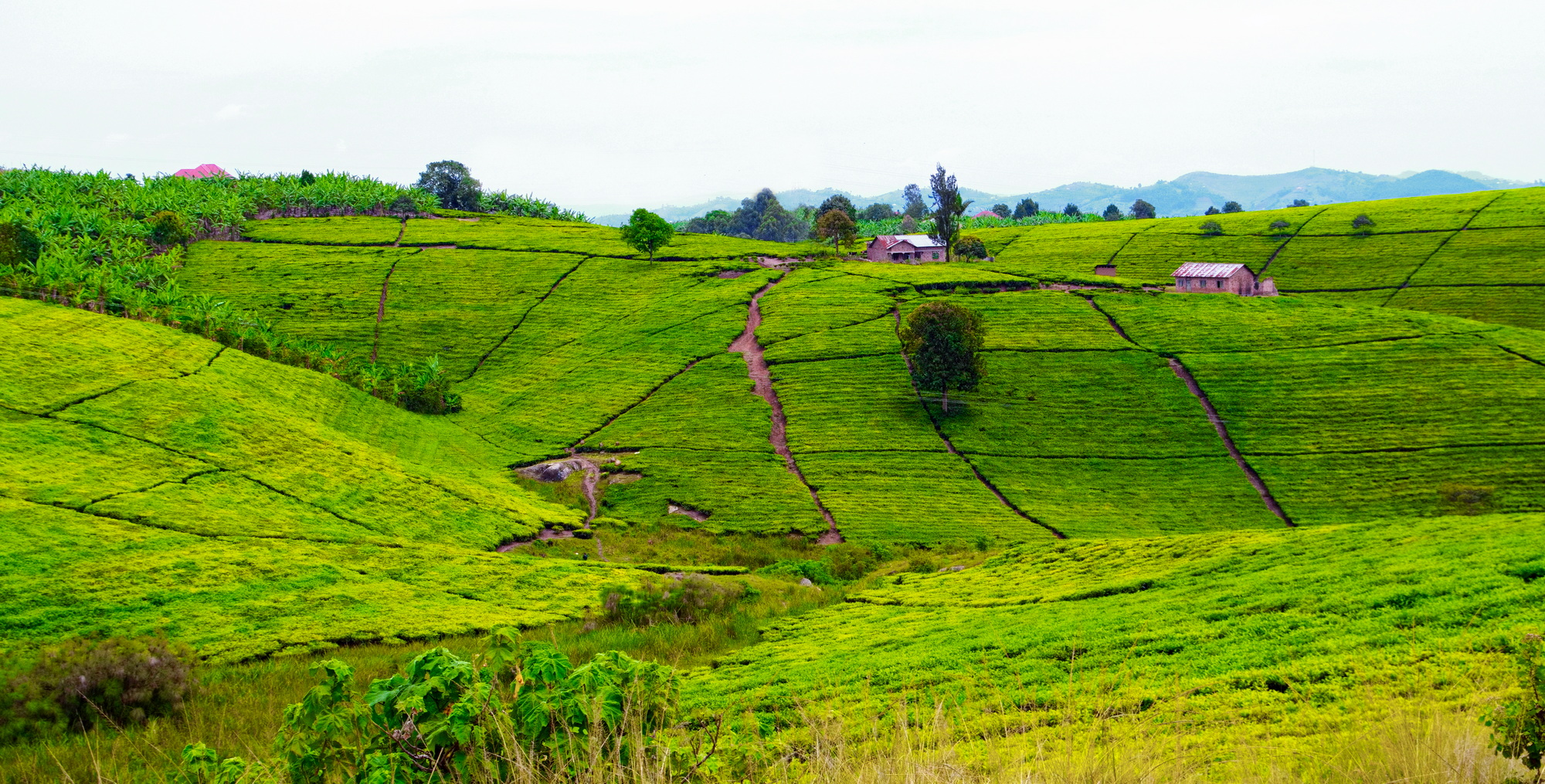Tea plantations (Uganda)