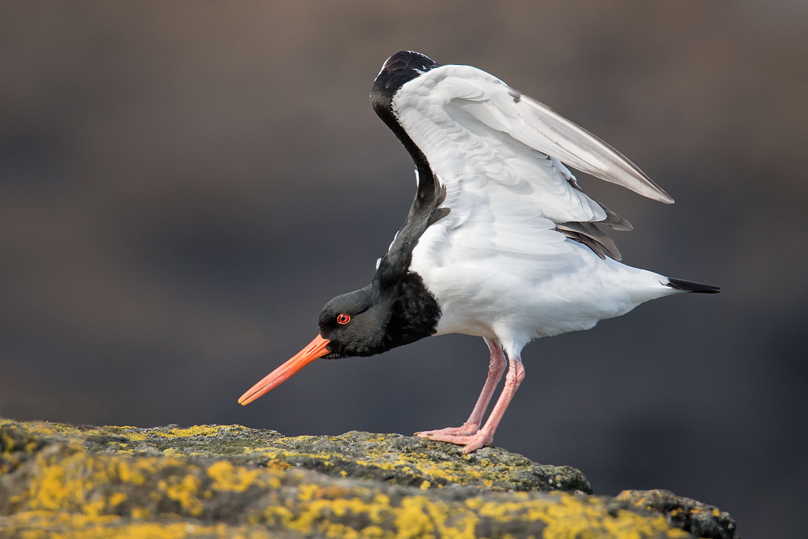Beccaccia di mare (Haematopus ostralegus)