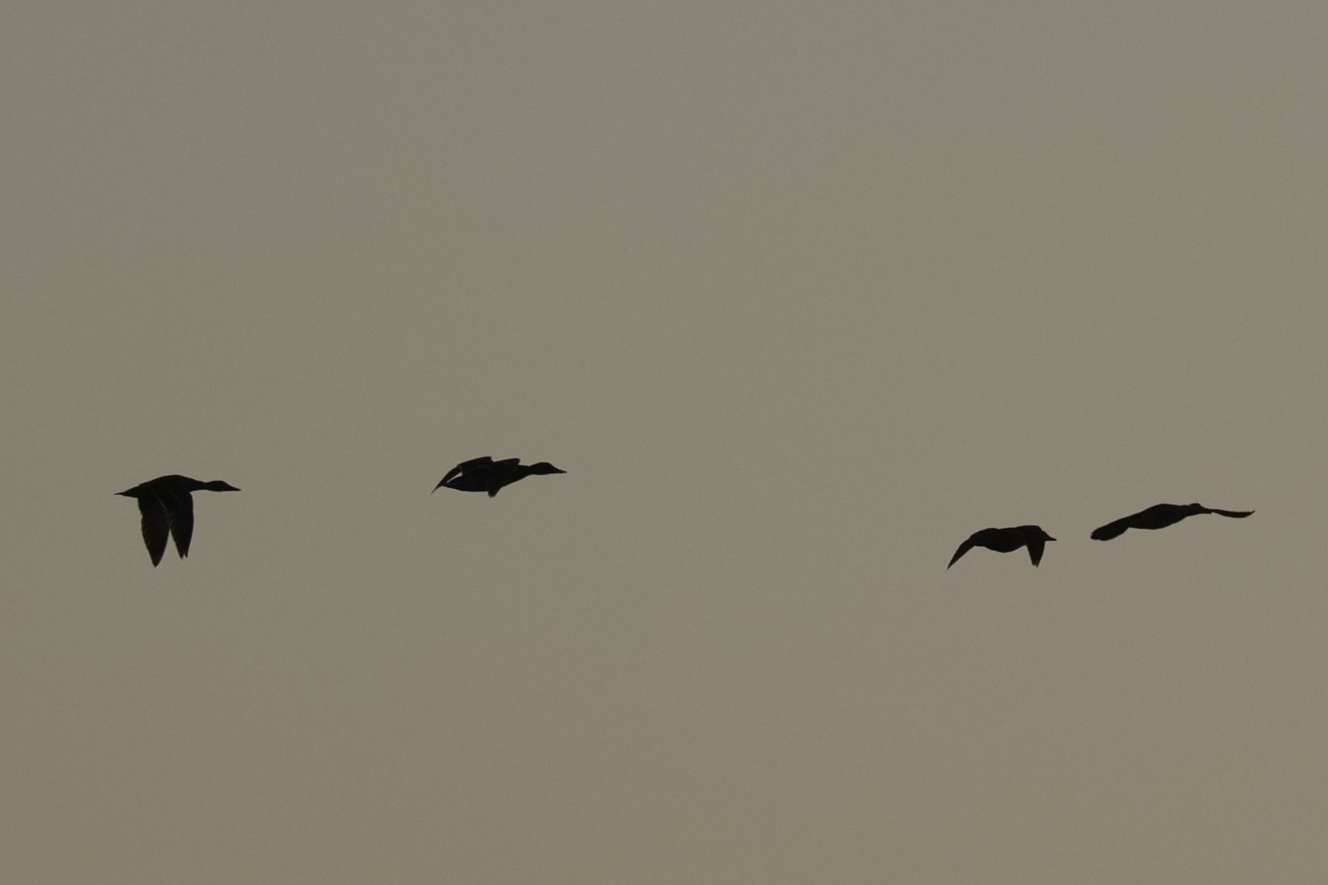 Backlight in formation