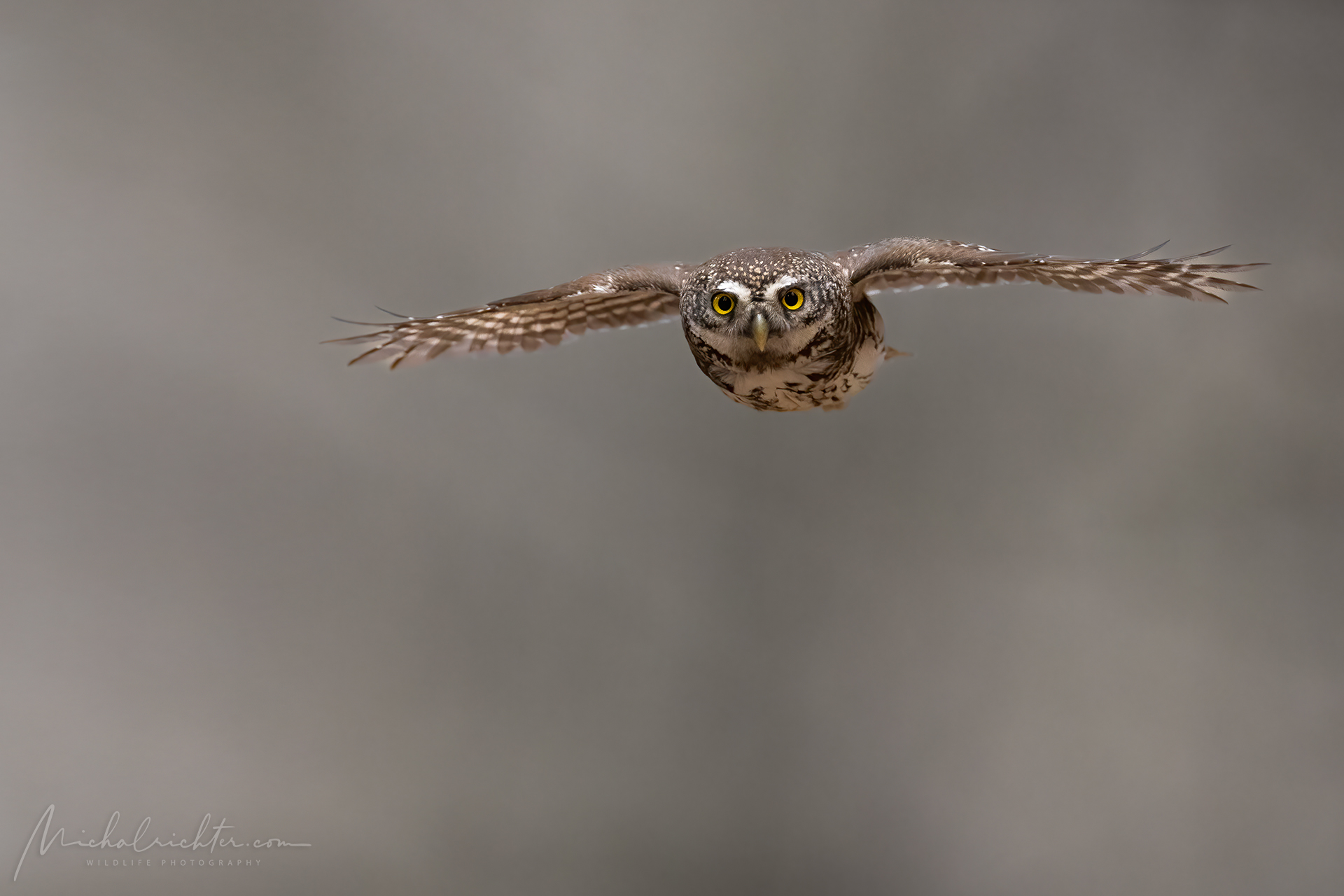 Glaucidium passerinum (Gufo pigmeo eurasiatico)
