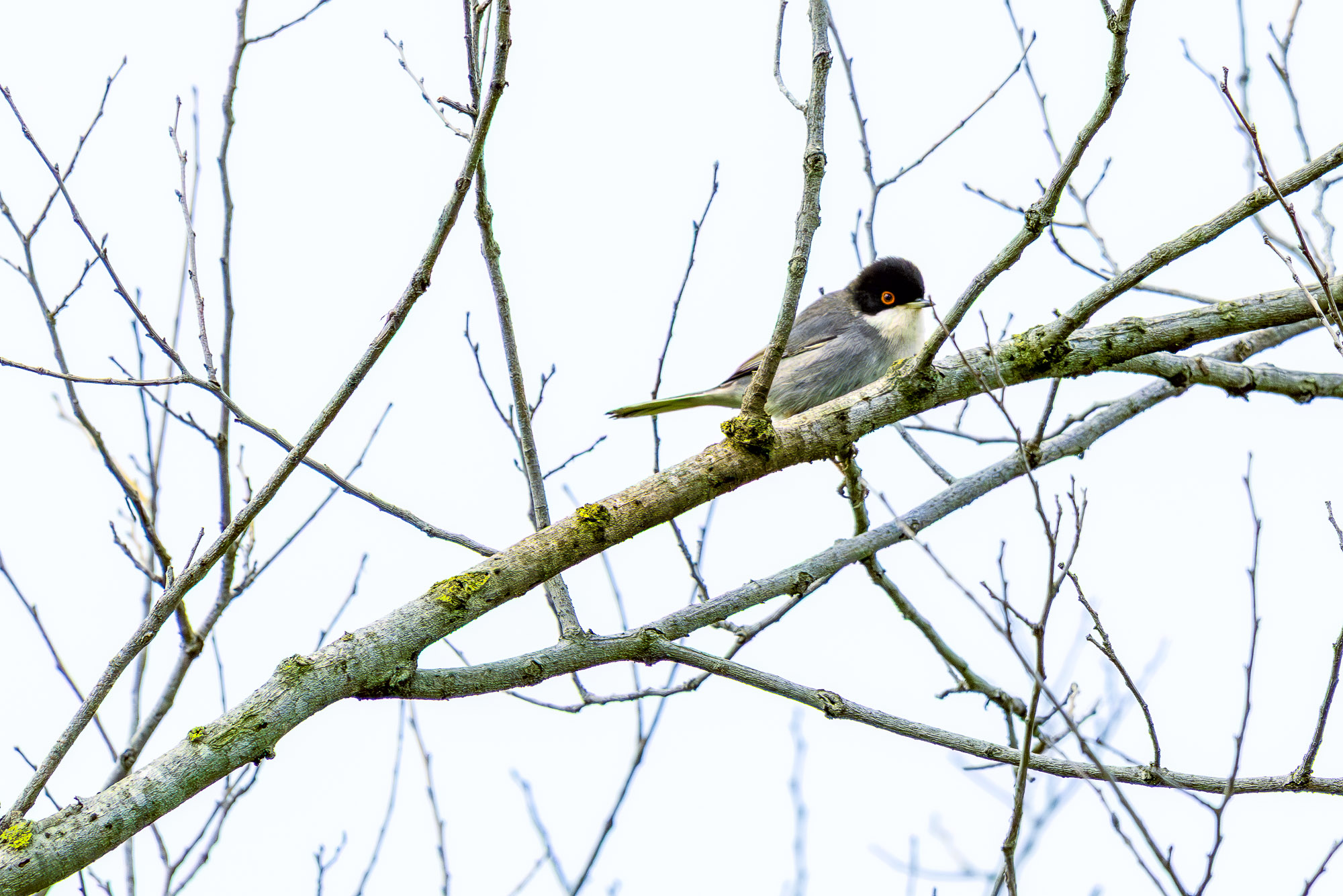 Sardinian warbler