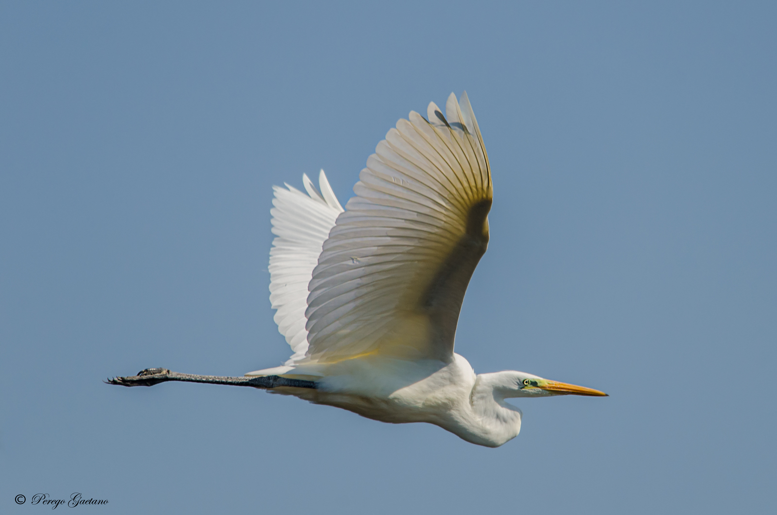 Airone bianco maggiore