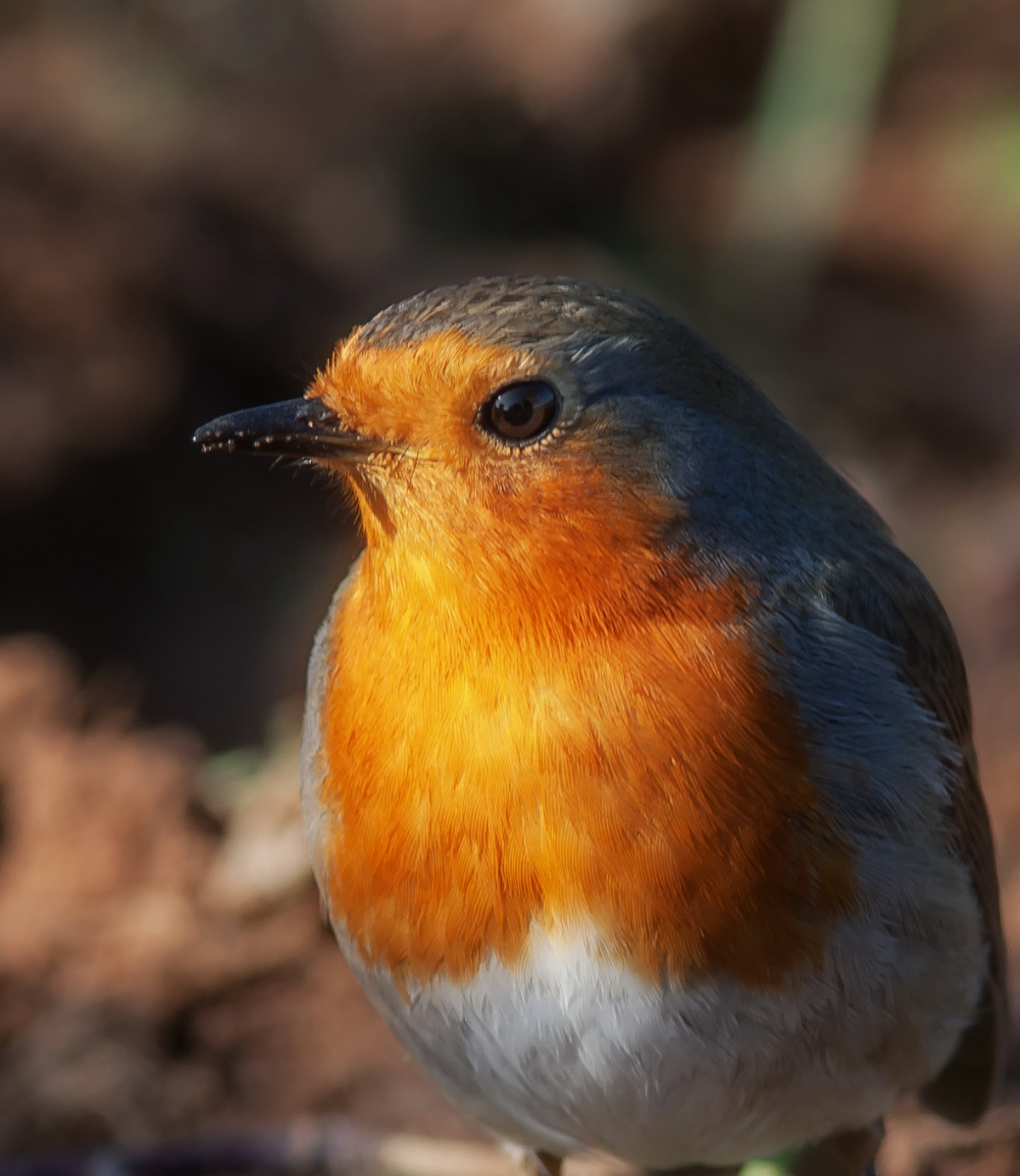 Robin