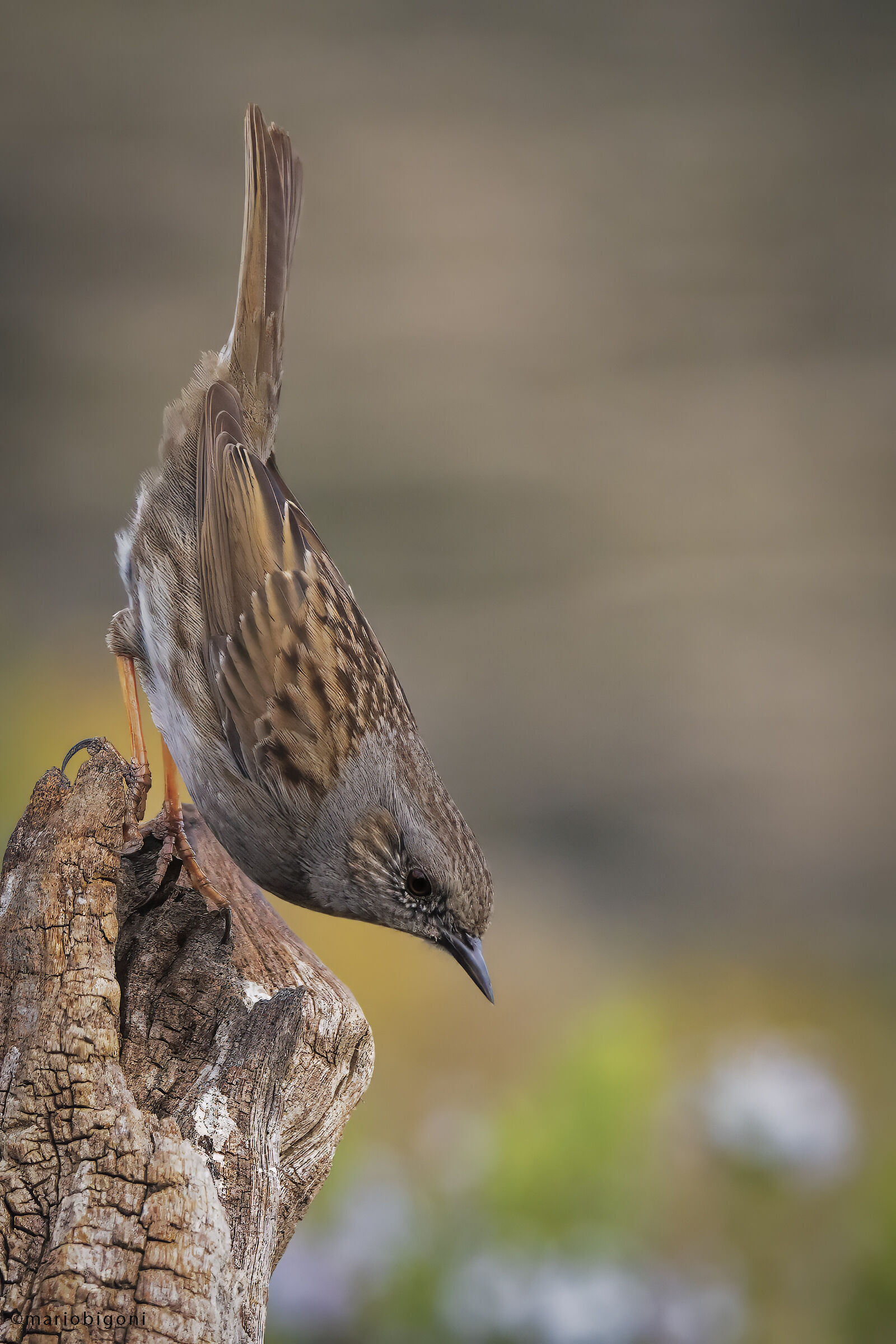 Dunnock