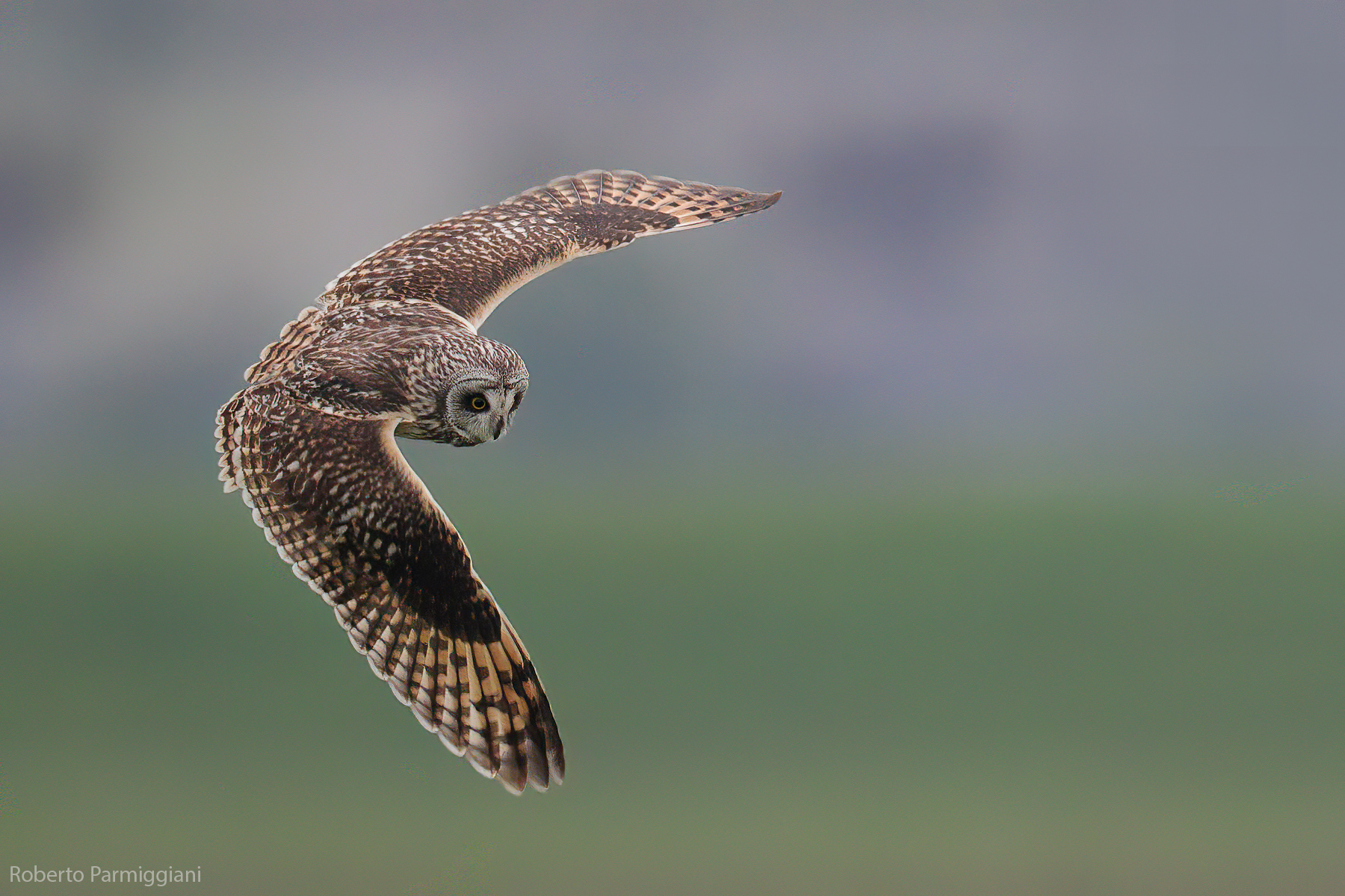 Improvvisa virata (gufo di palude)