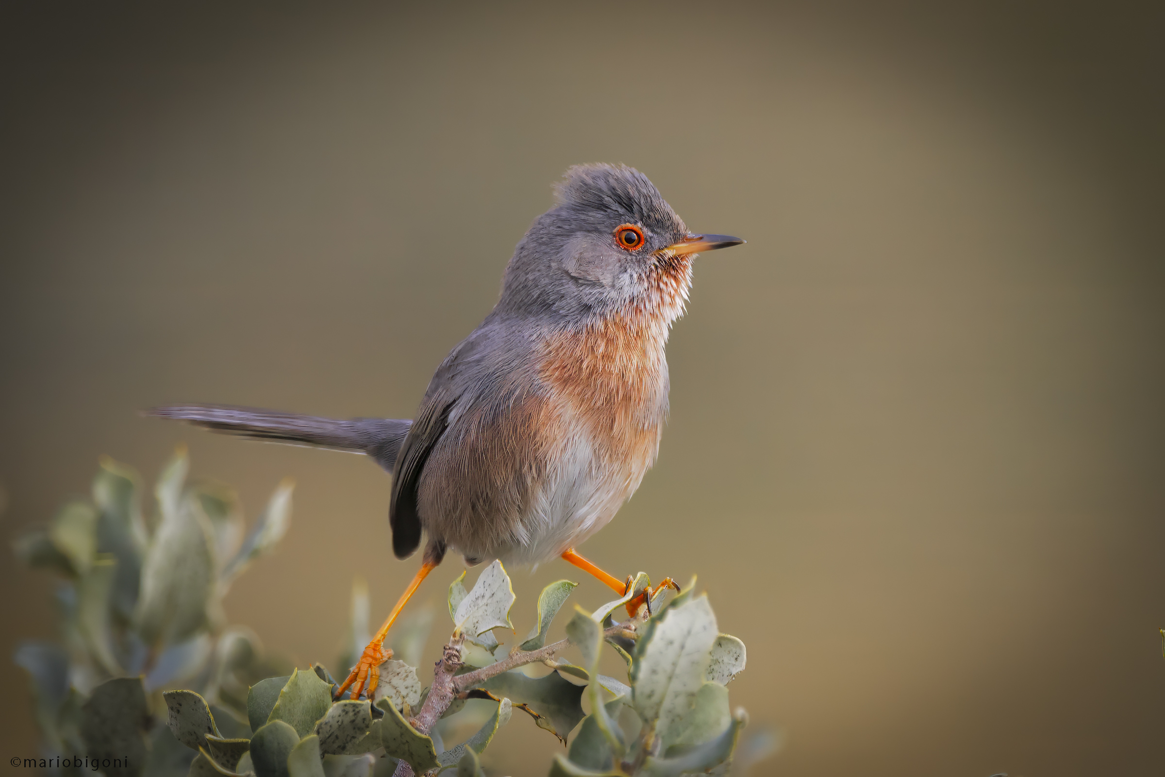 Dartford warbler