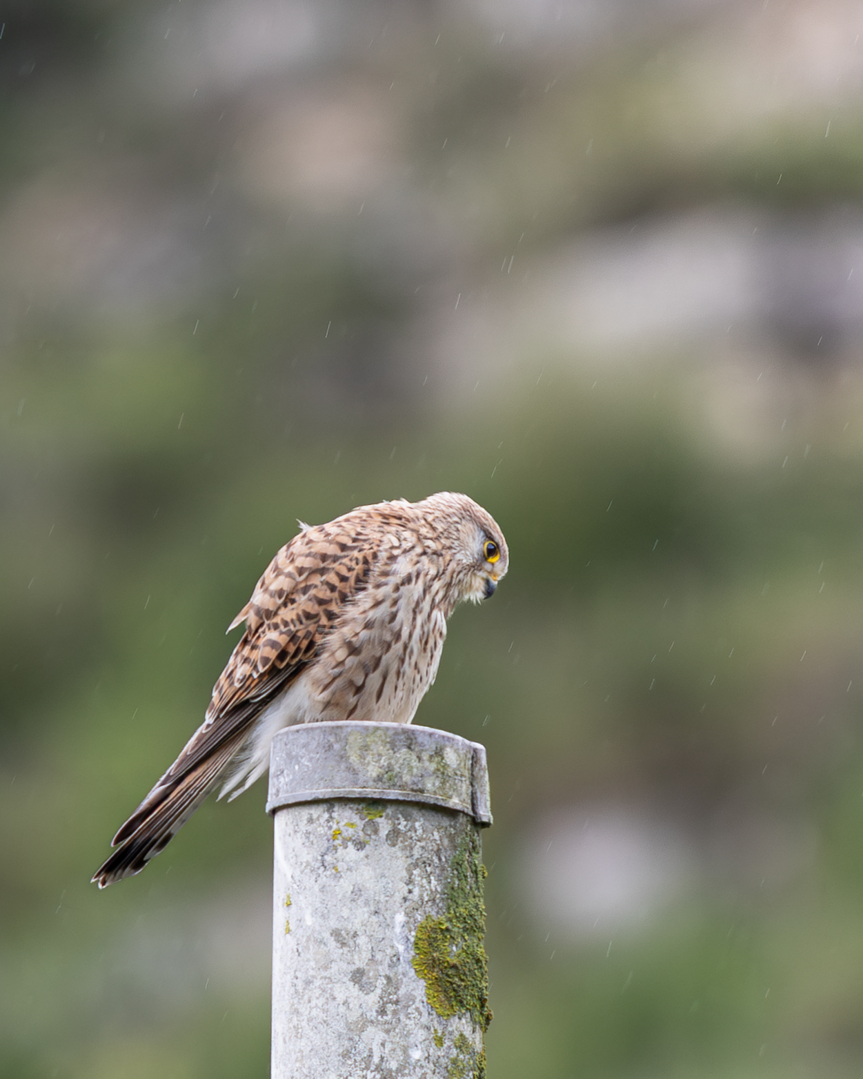 Kestrel F in the rain