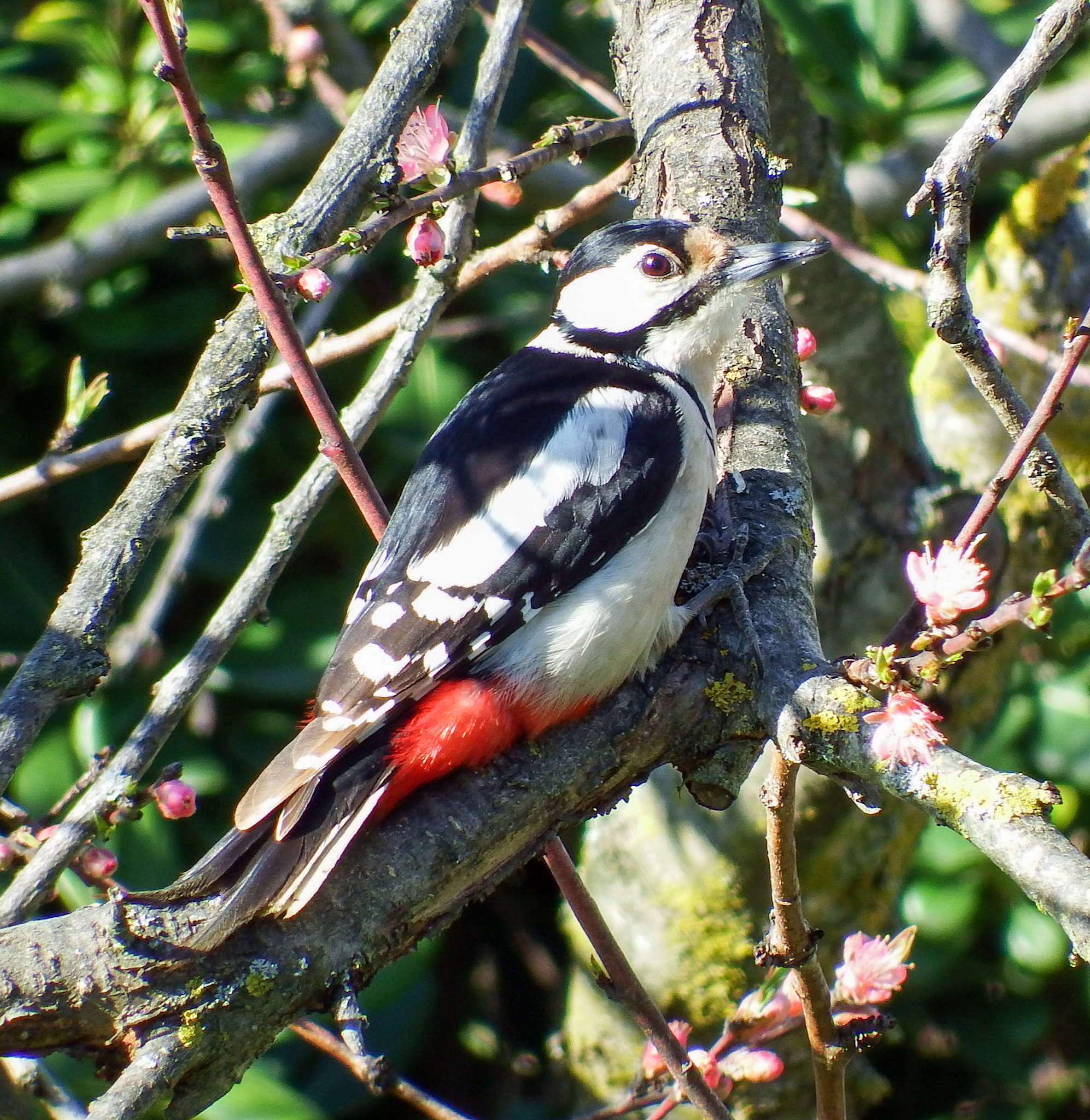 La picchia sul pesco