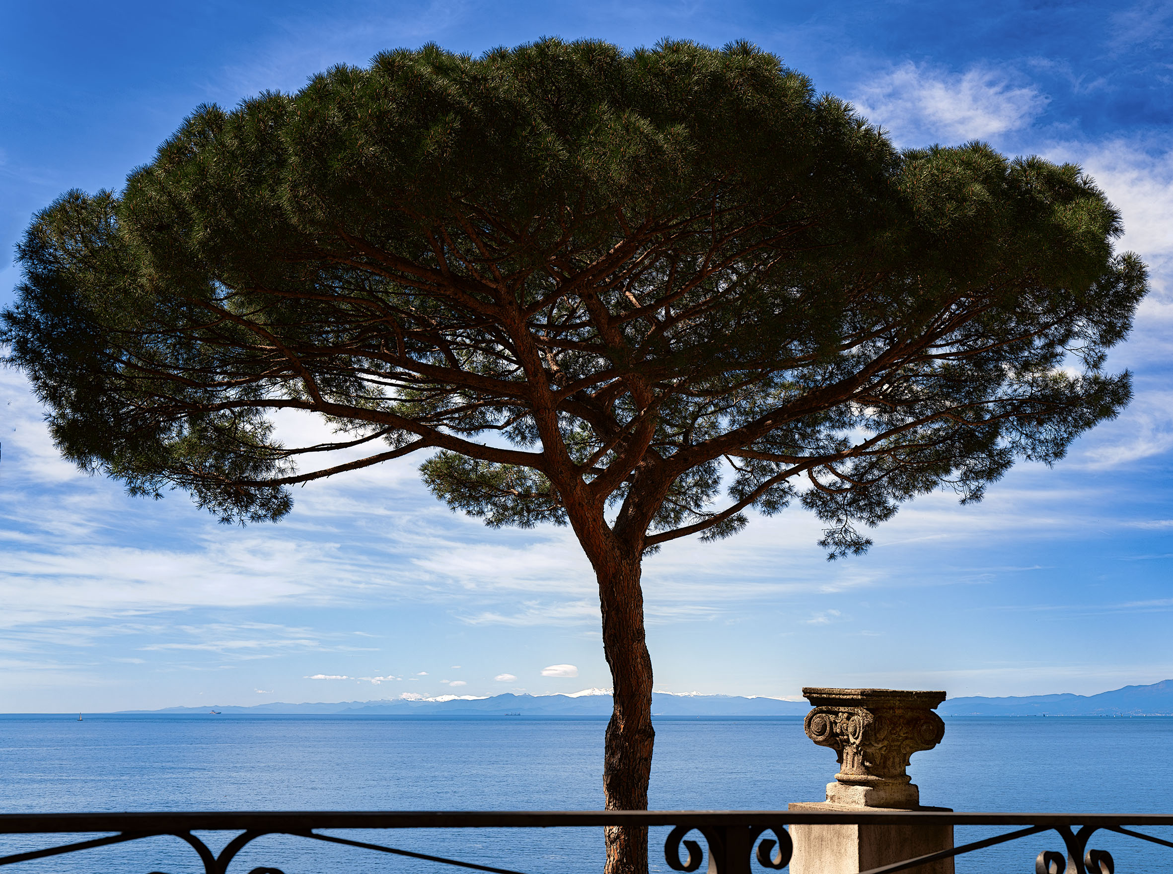 A pine tree and the sea