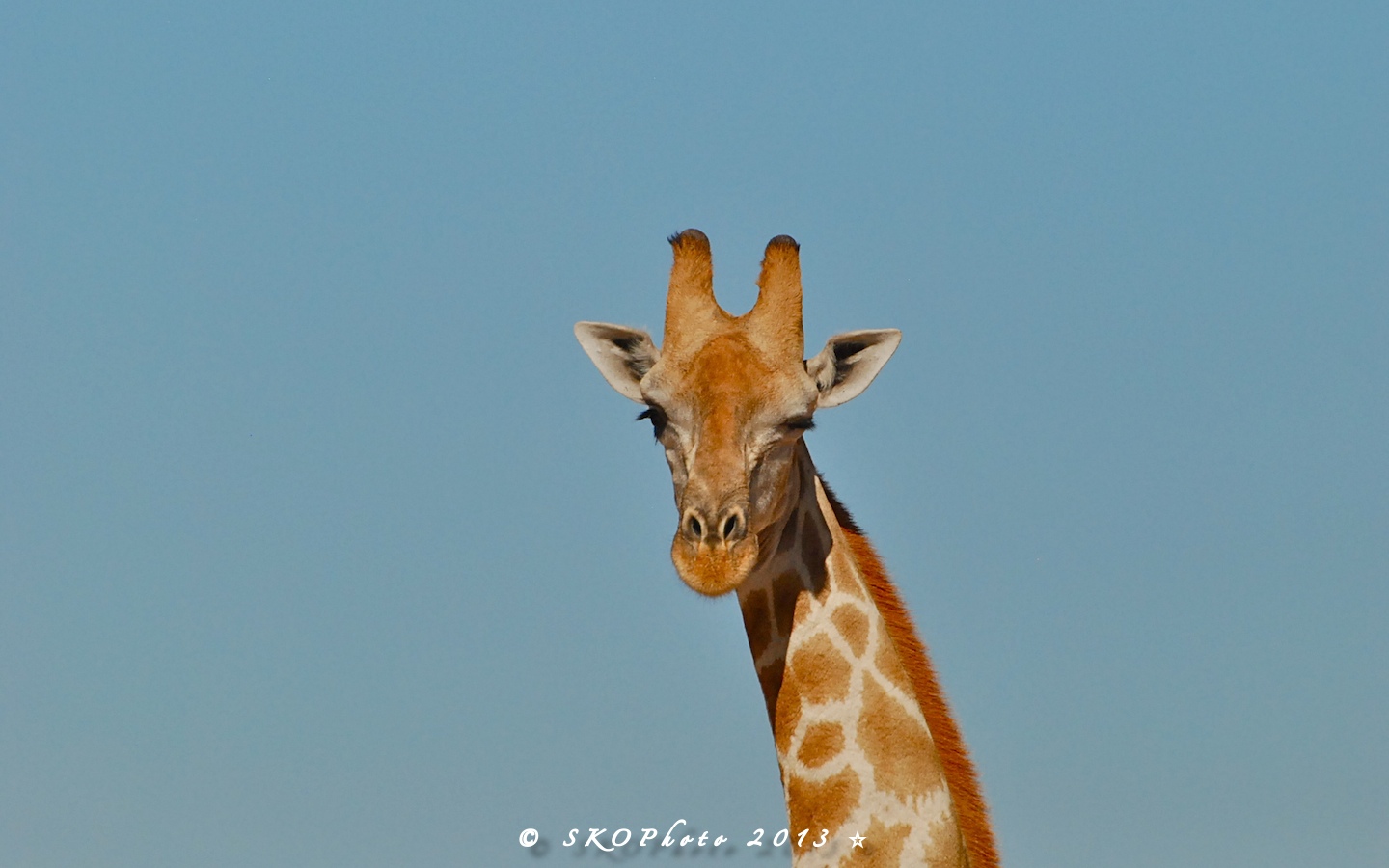 Giraffa ...occhietto!!!