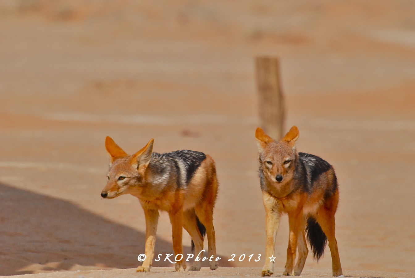 Sciacallo dalla Gualdrappa.  Sesriem.
