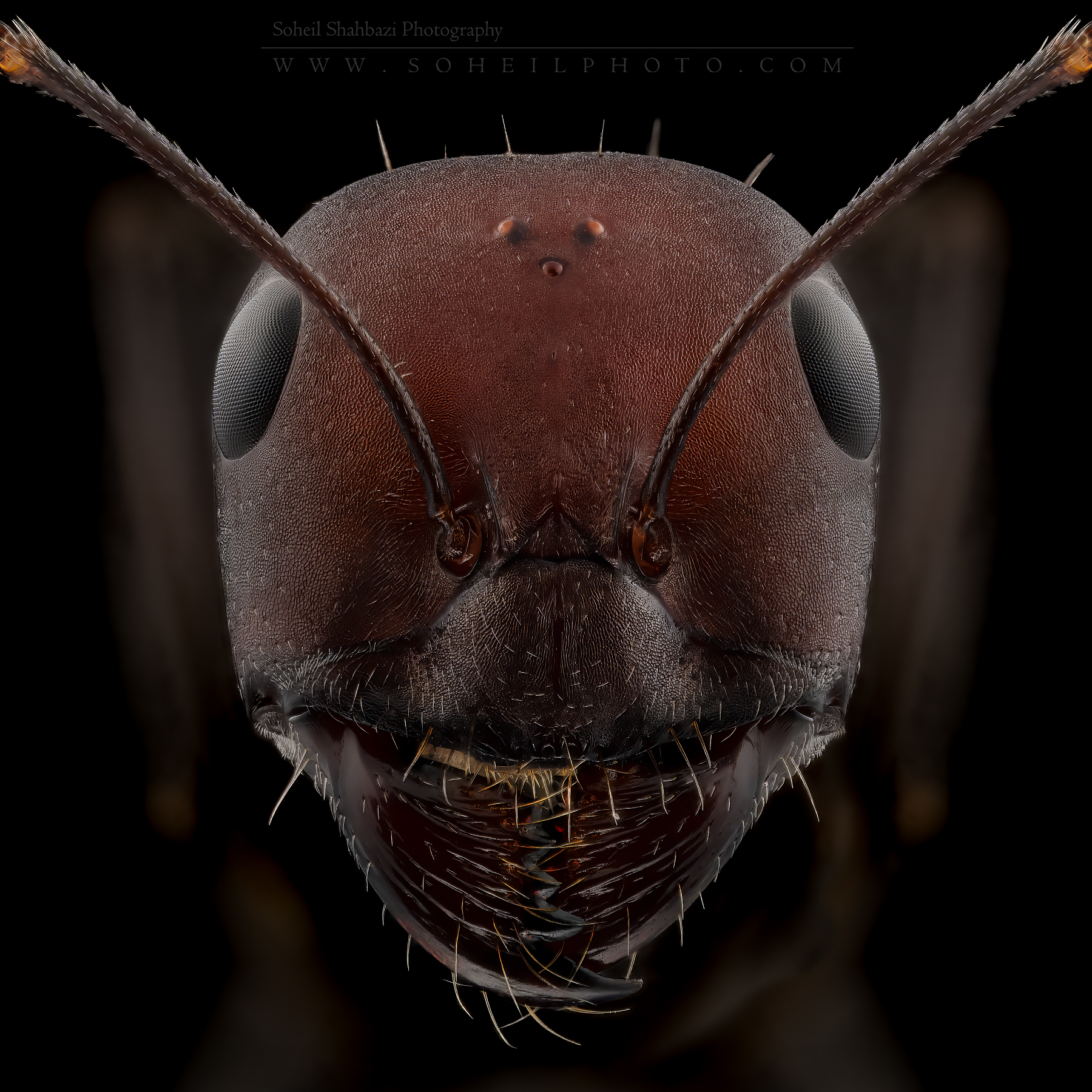 Ant Portrait