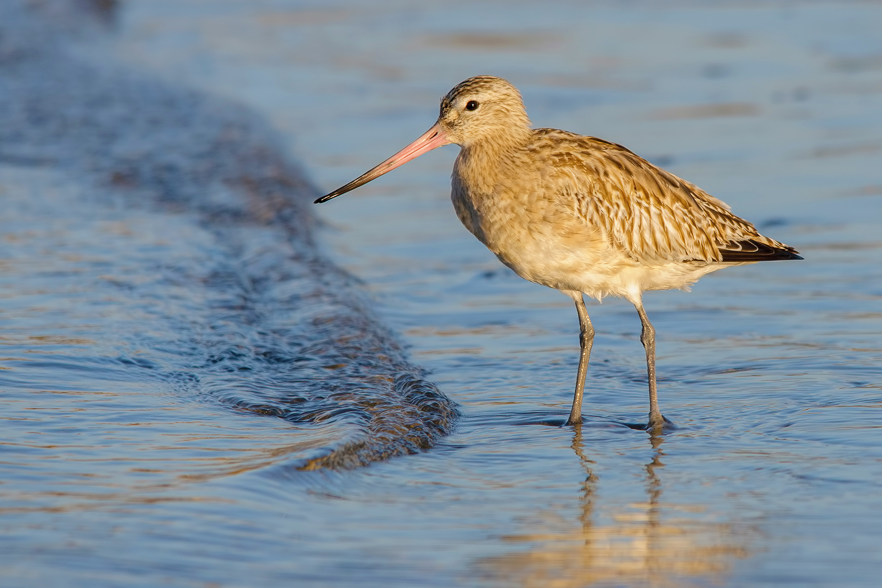 Pittima-Minore   Toscana