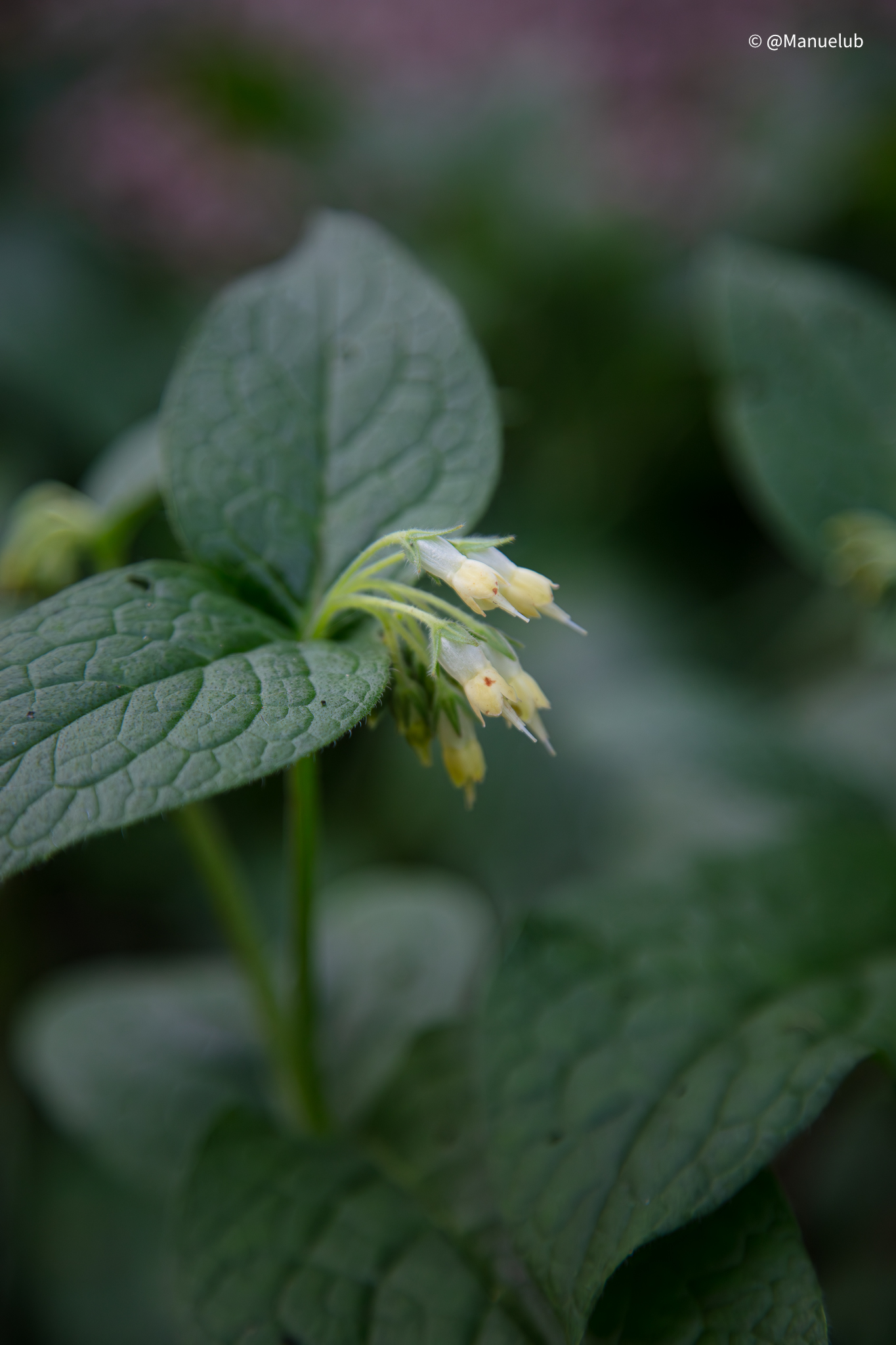 Symphytum bulbosum