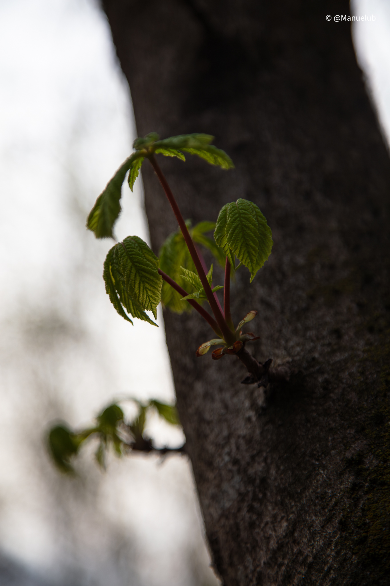 Aesculus hippocastanum