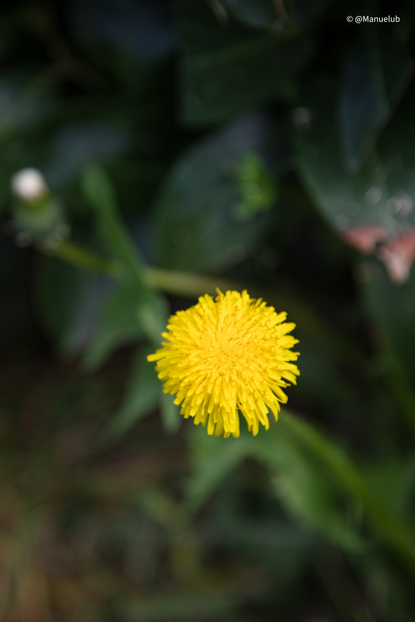 Taraxacum campy lodes