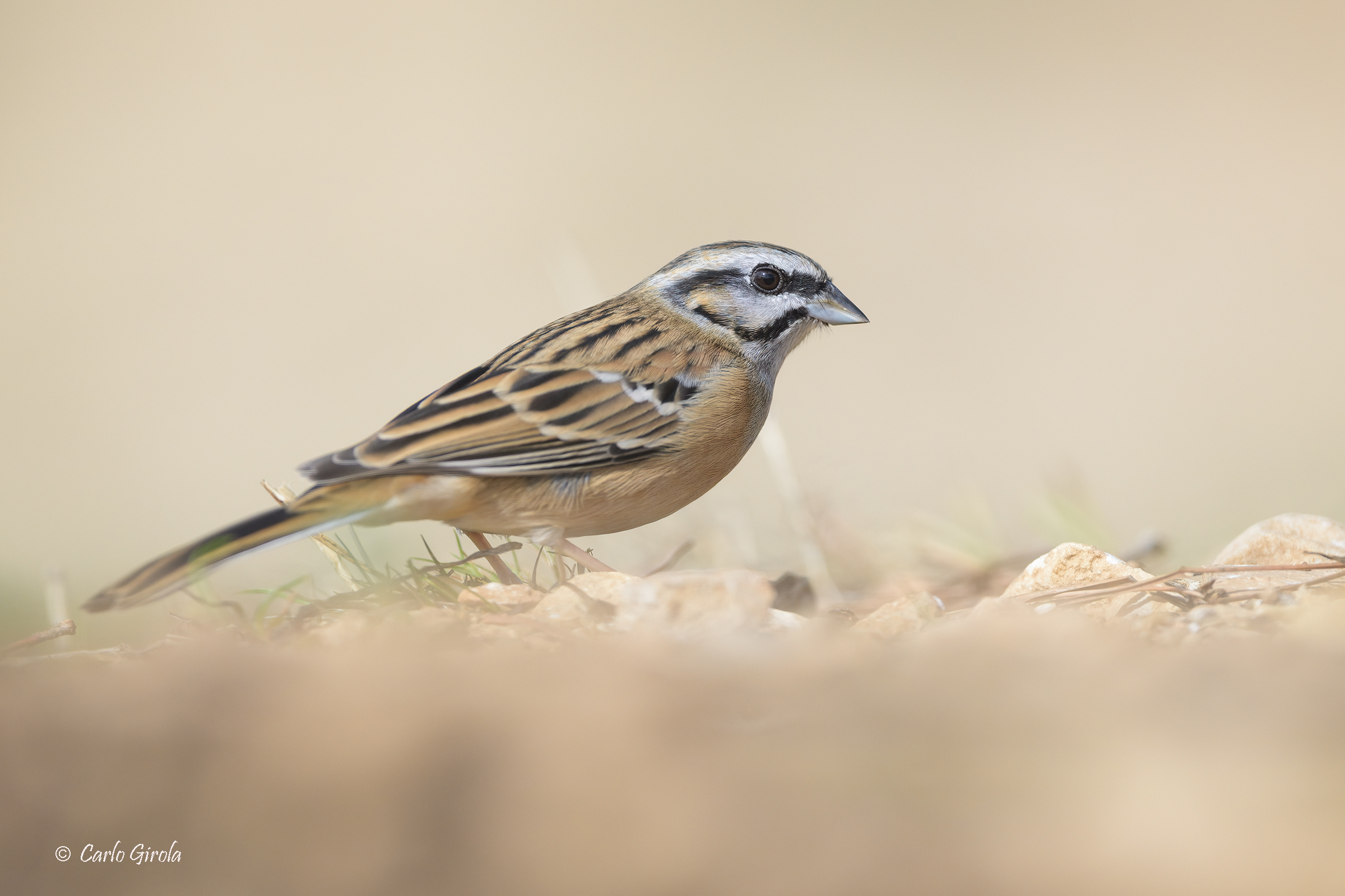 Muciatto Bunting (Emberiza cia)