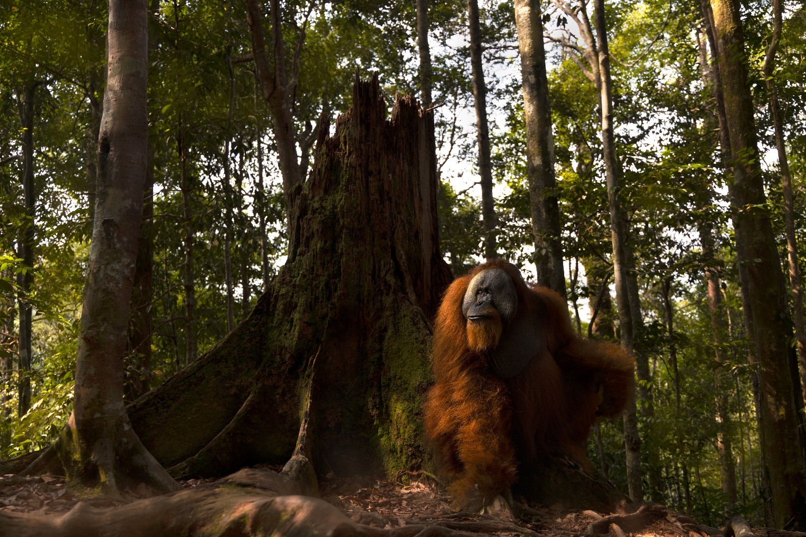 Male orangutan in the jungle