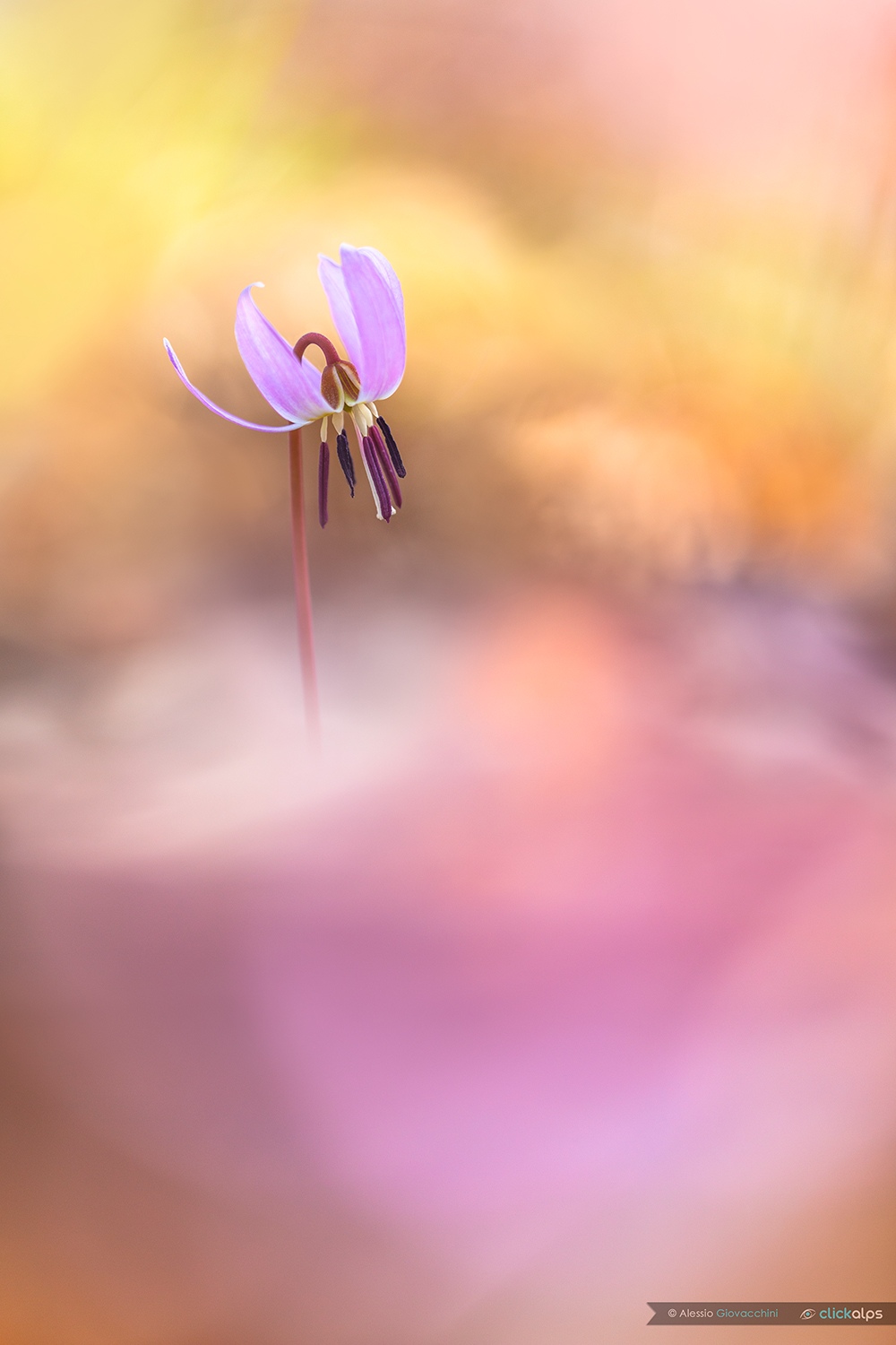 Erythronium dens-canis