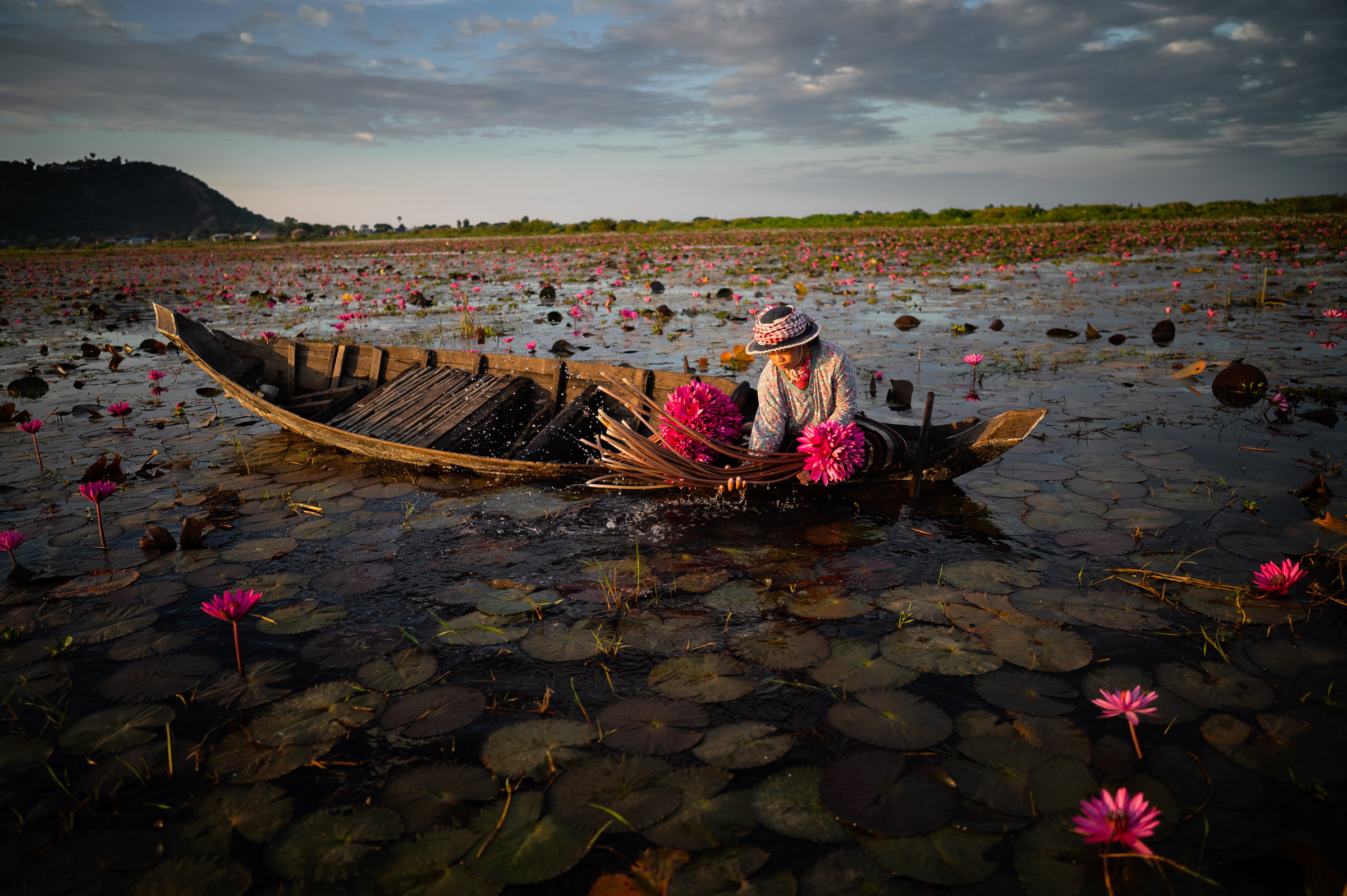 Aurora Petals, Cambodia