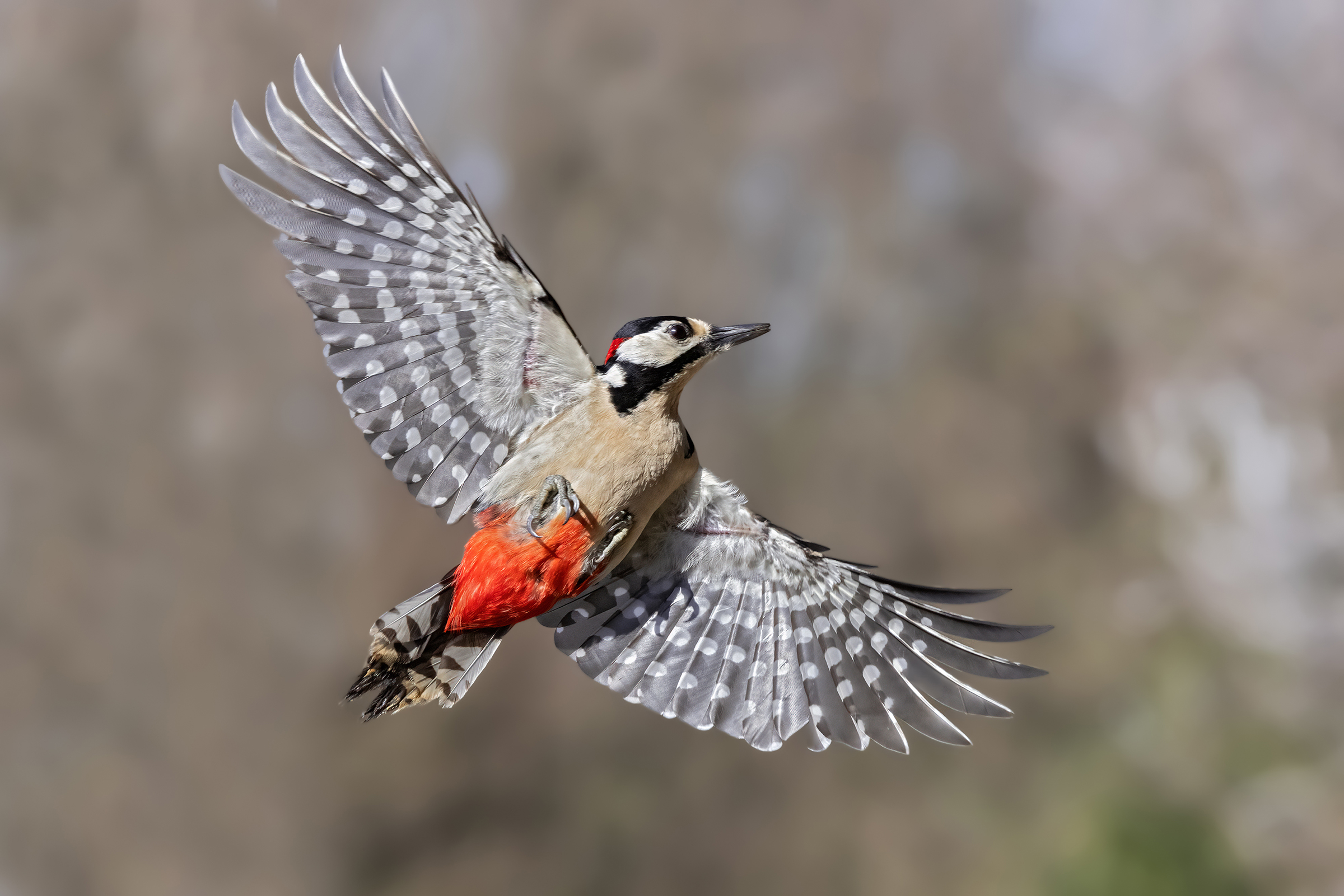 Picchio rosso maggiore