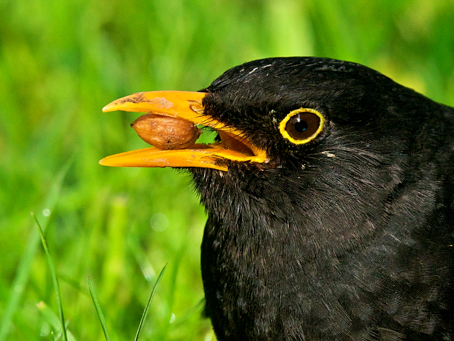 Portrait : Young blackbird
