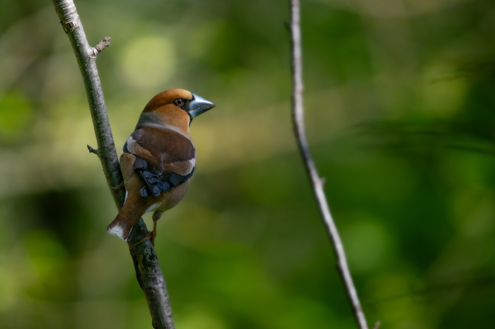 Hawfinch