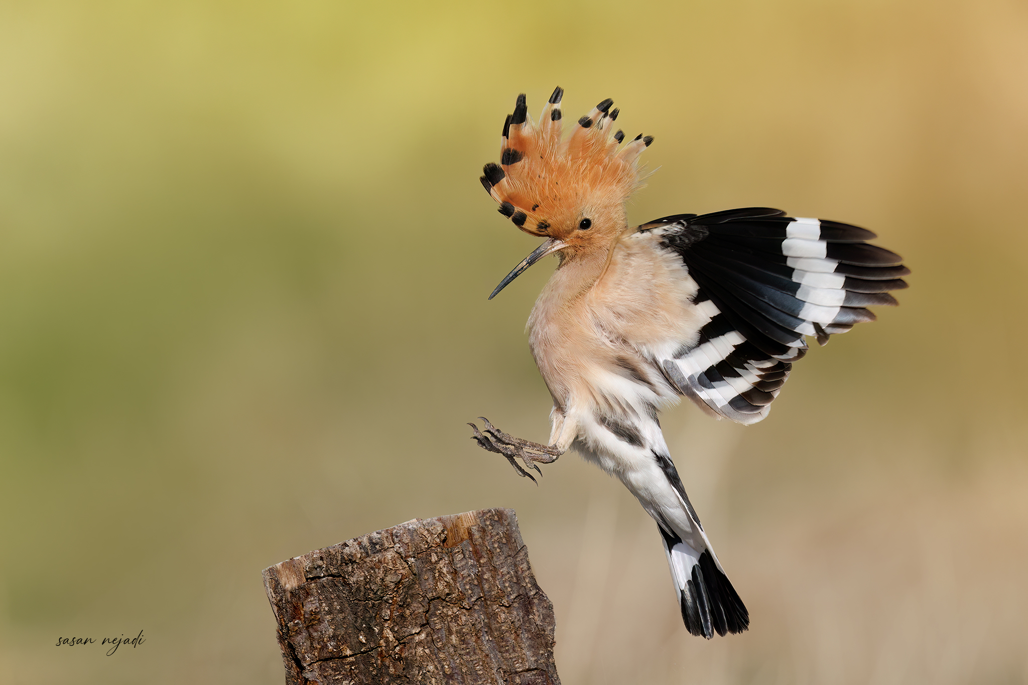 hoopoe