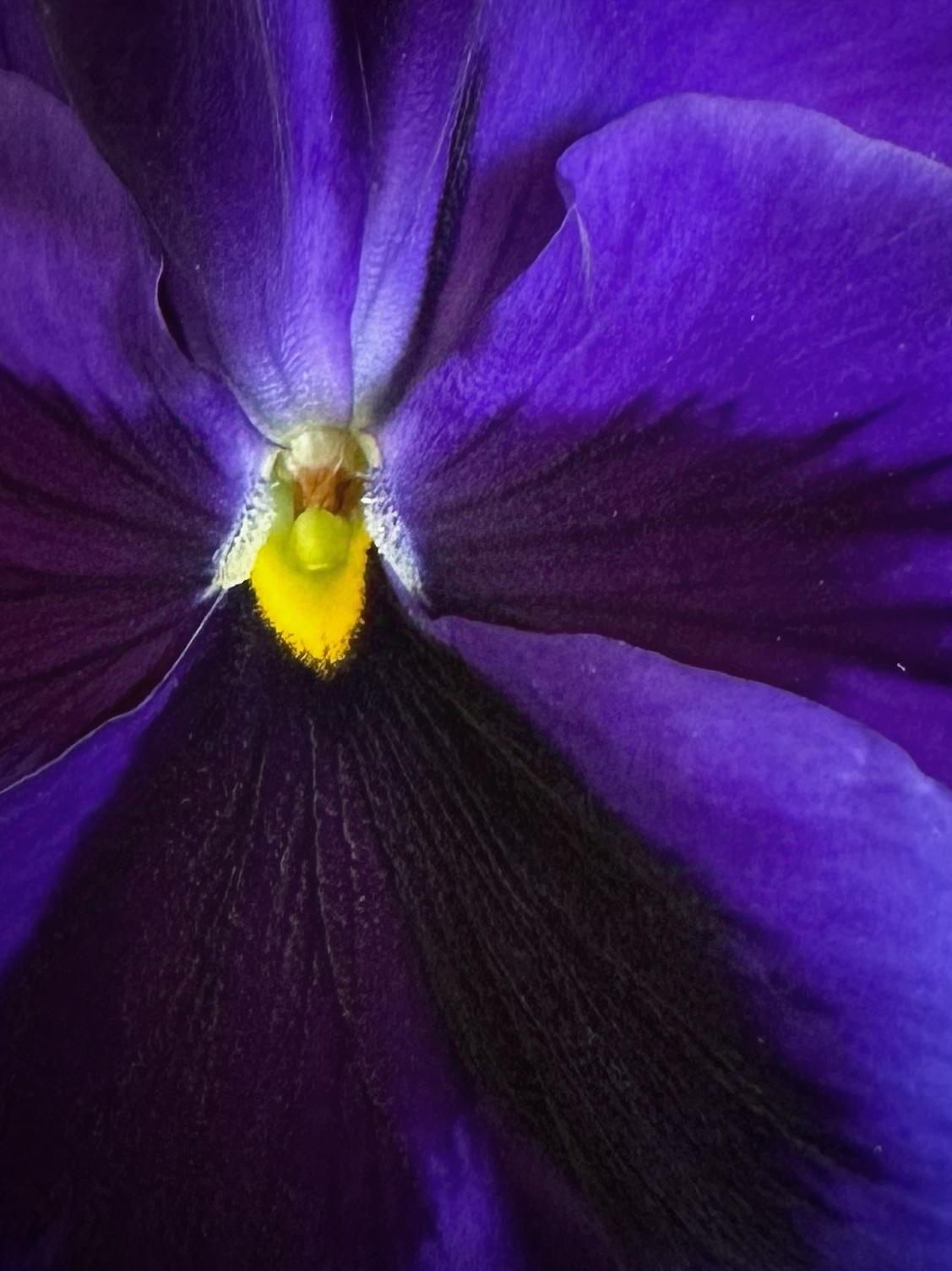 Pansy