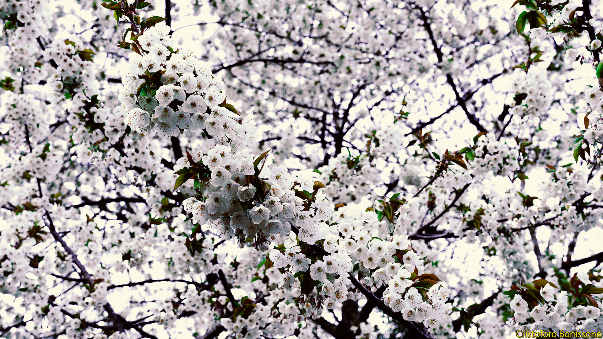 albero di ciliegio bianco in fiore durante il giorno 01