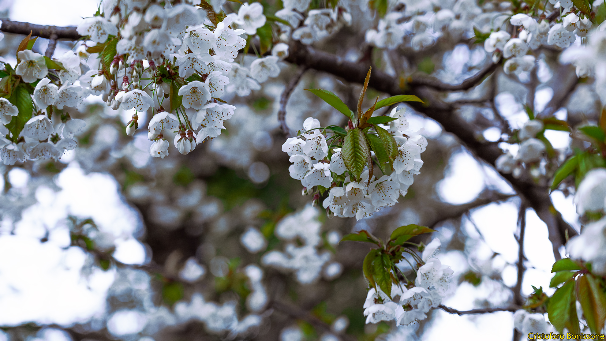 albero di ciliegio bianco in fiore durante il giorno 02
