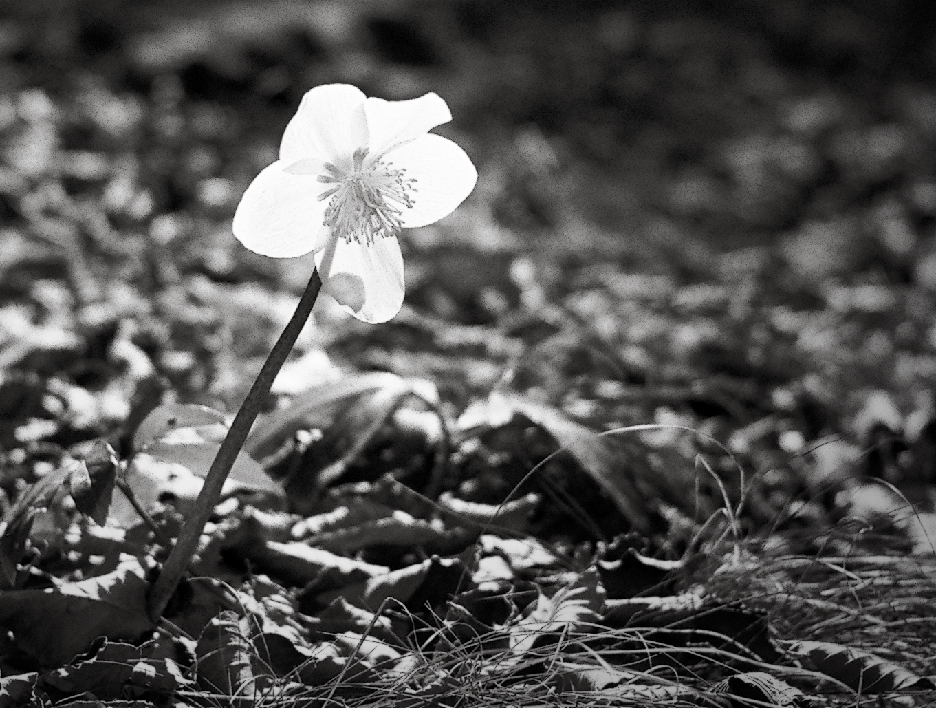 Helleborus