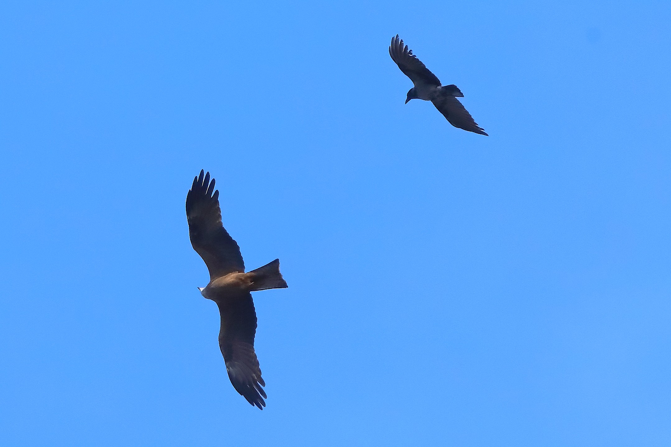 Nibbio vs Corvo 28 marzo 2025 - 0077