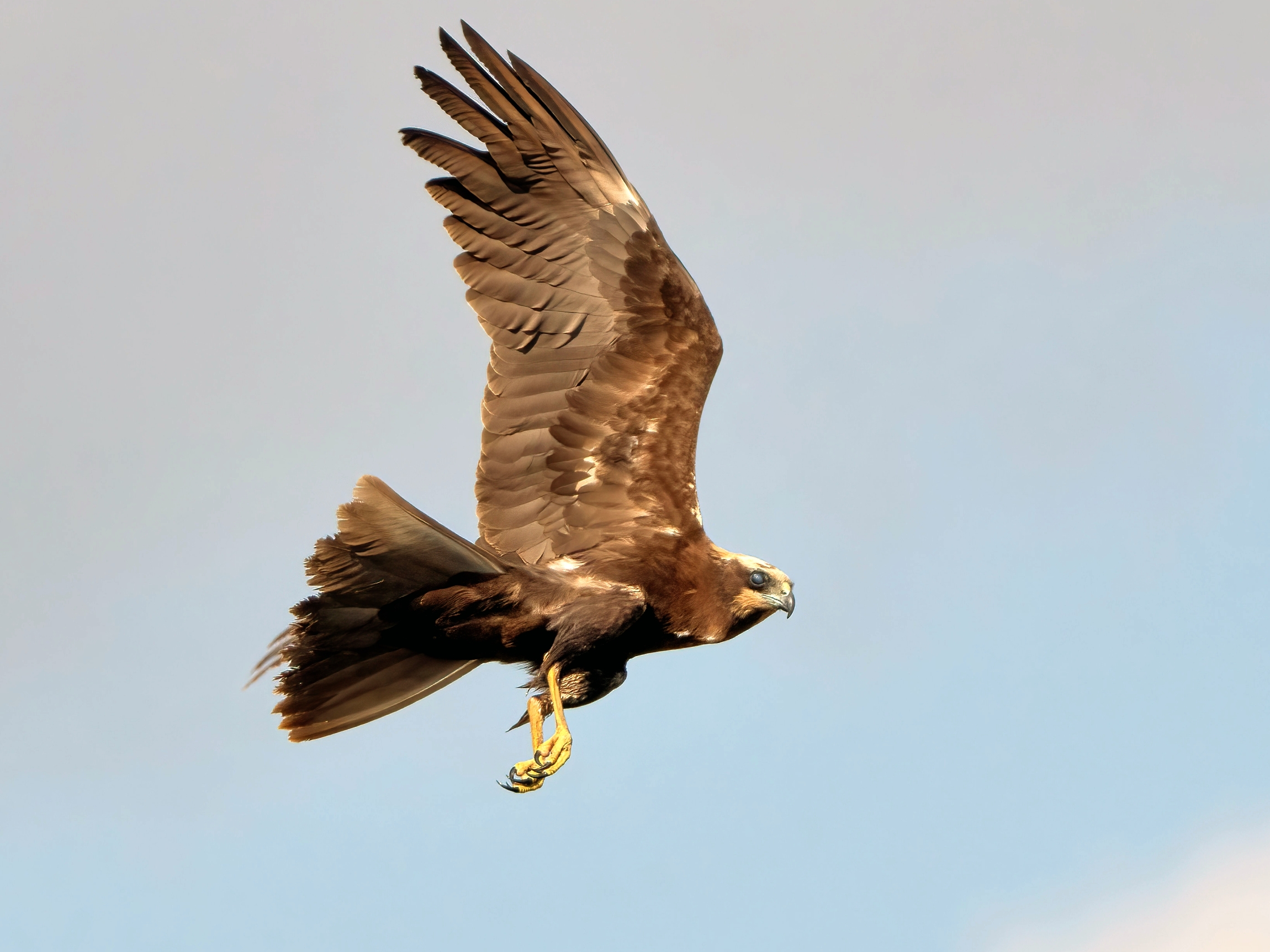 Marsh Harrier (Circus aeruginosus)