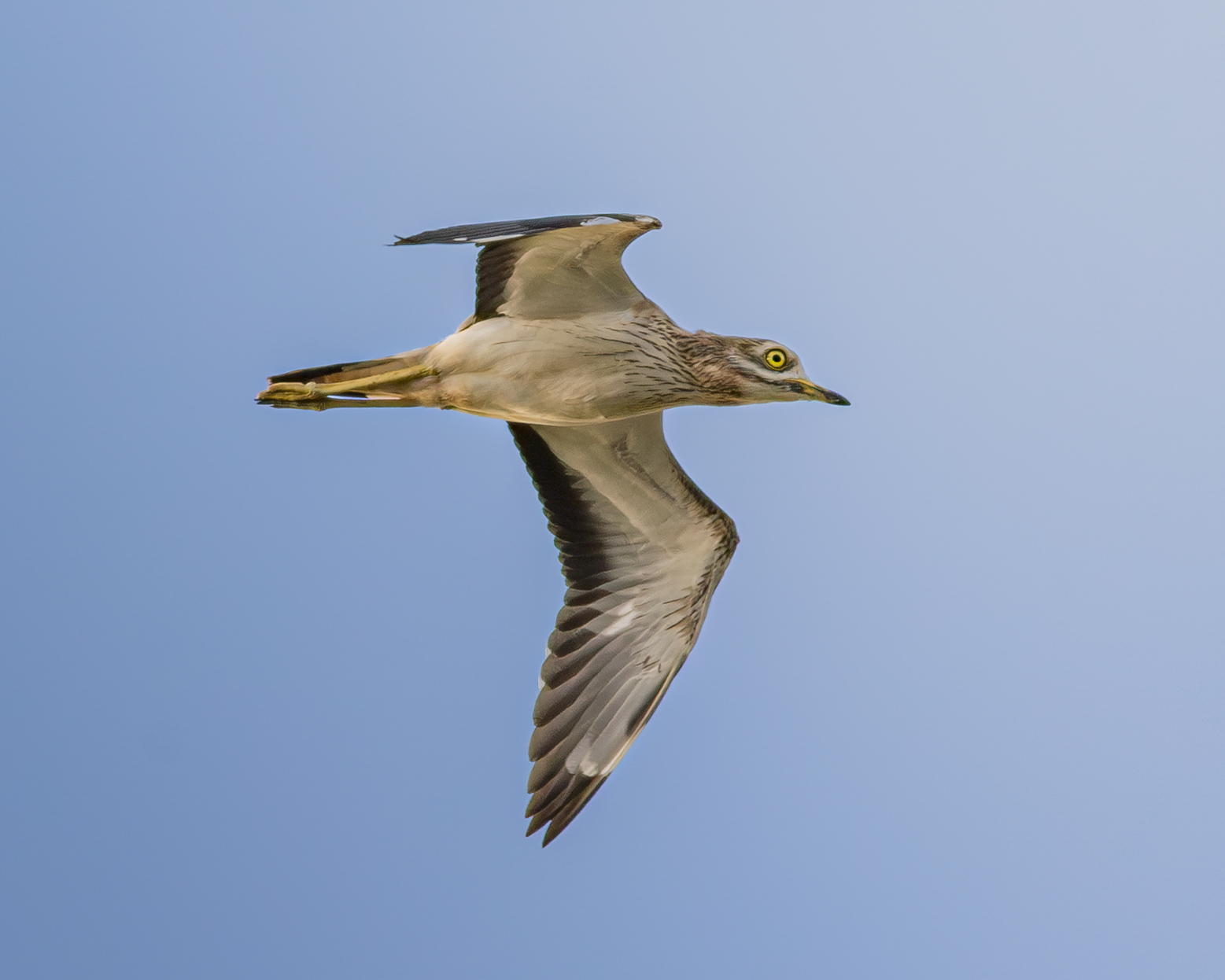 The flight of the curlew