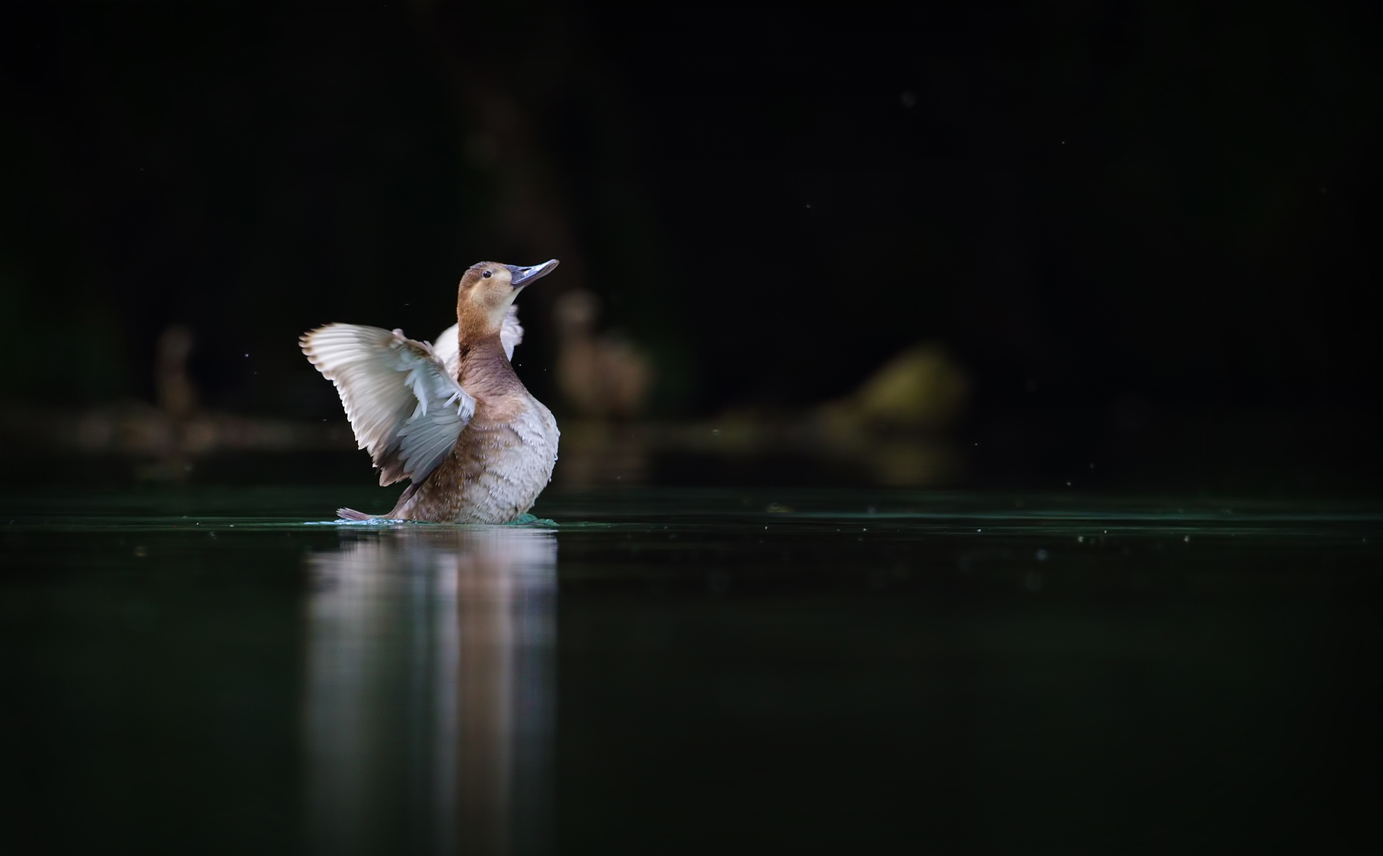 Angelo nelle tenebre ( femmina di moriglione)