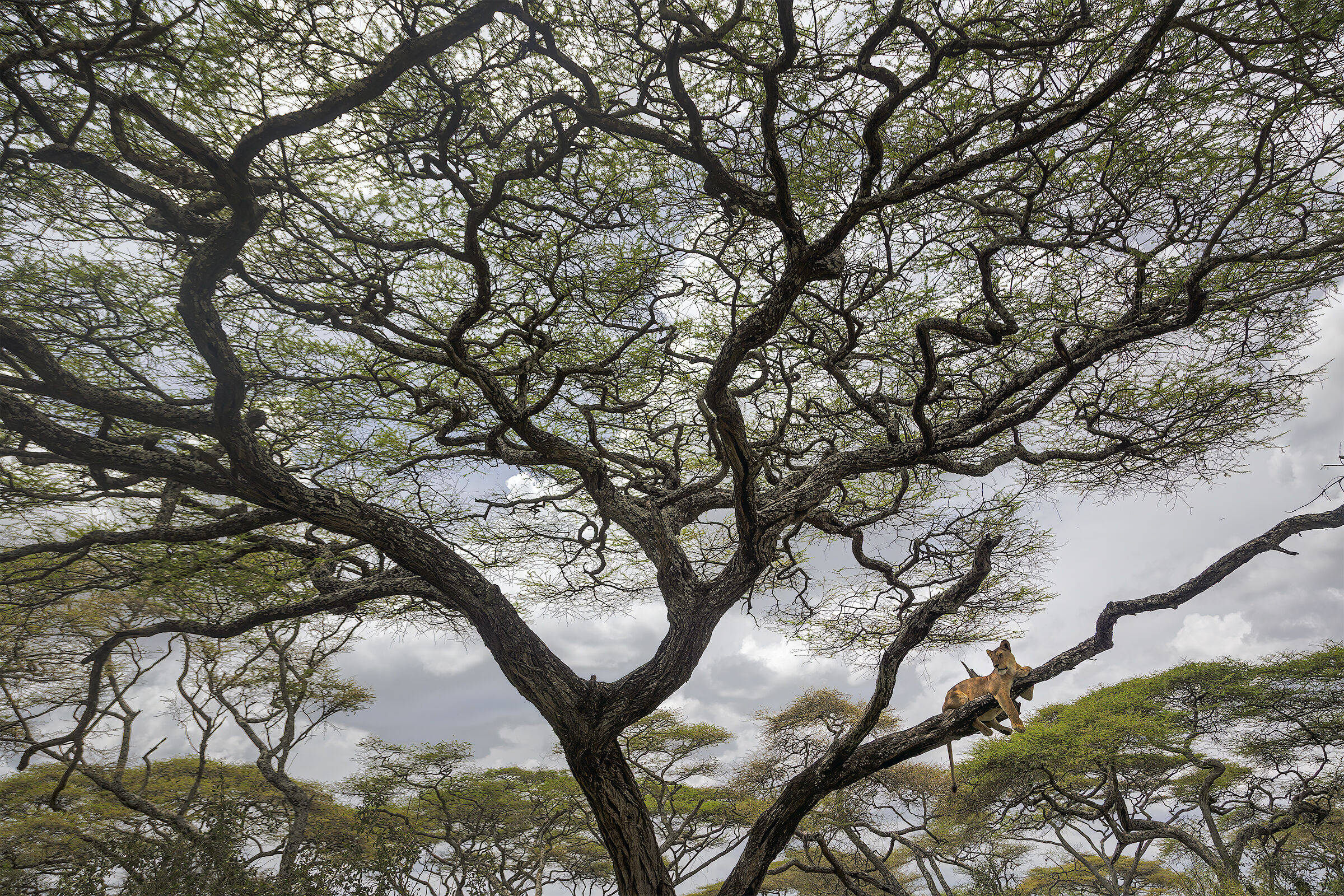 L'acacia e il leone