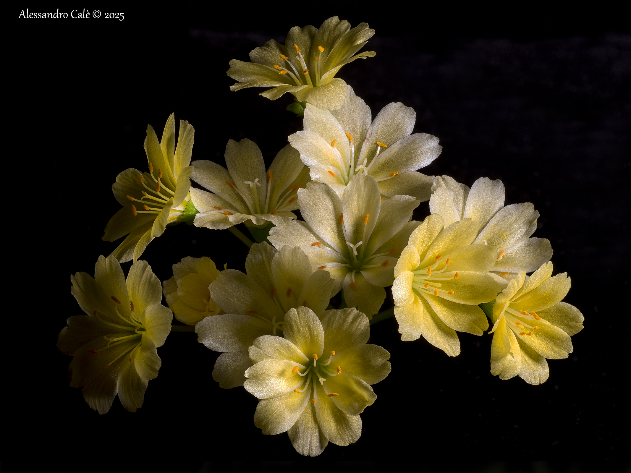 Lewisia 1094_104