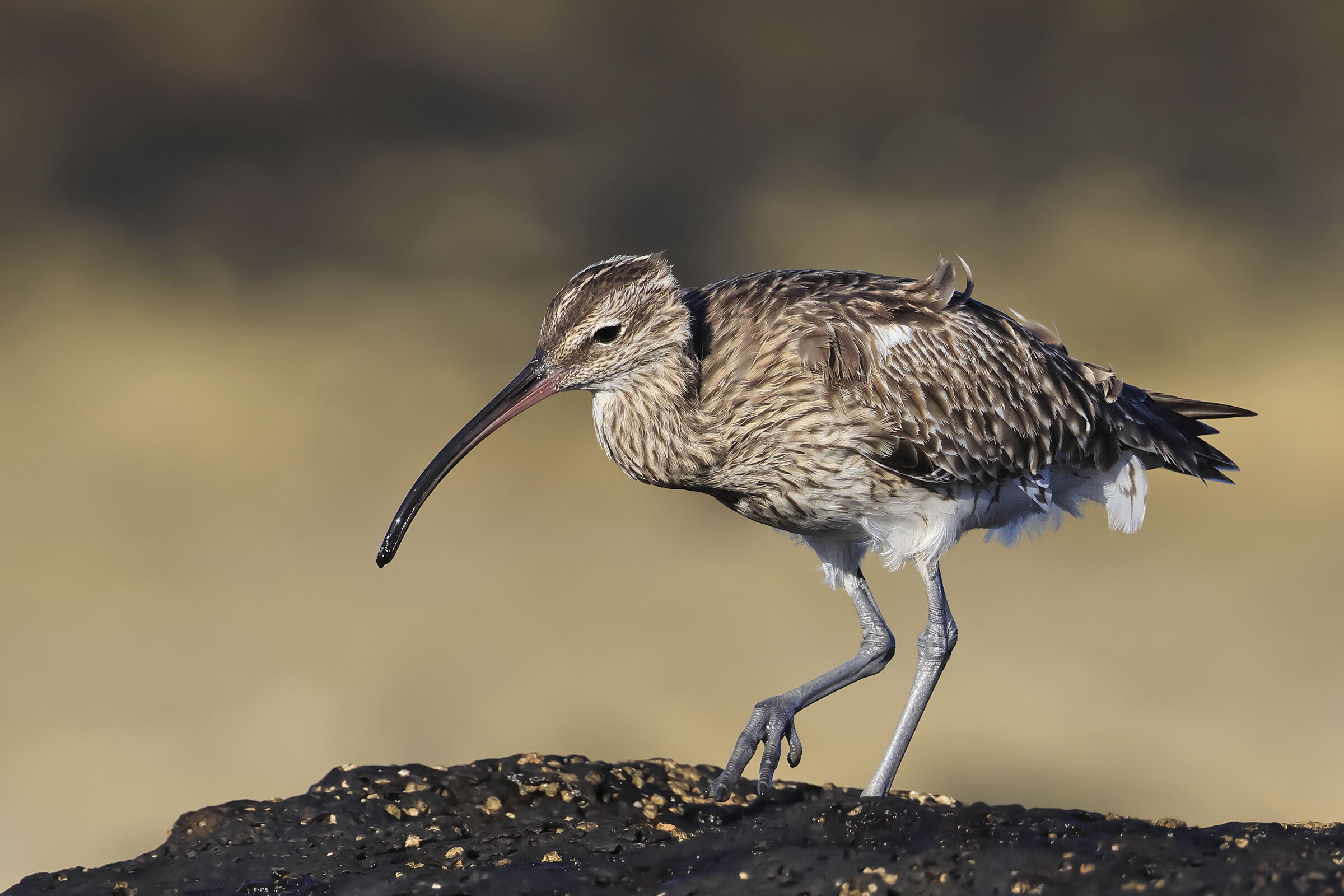 Whimbrel