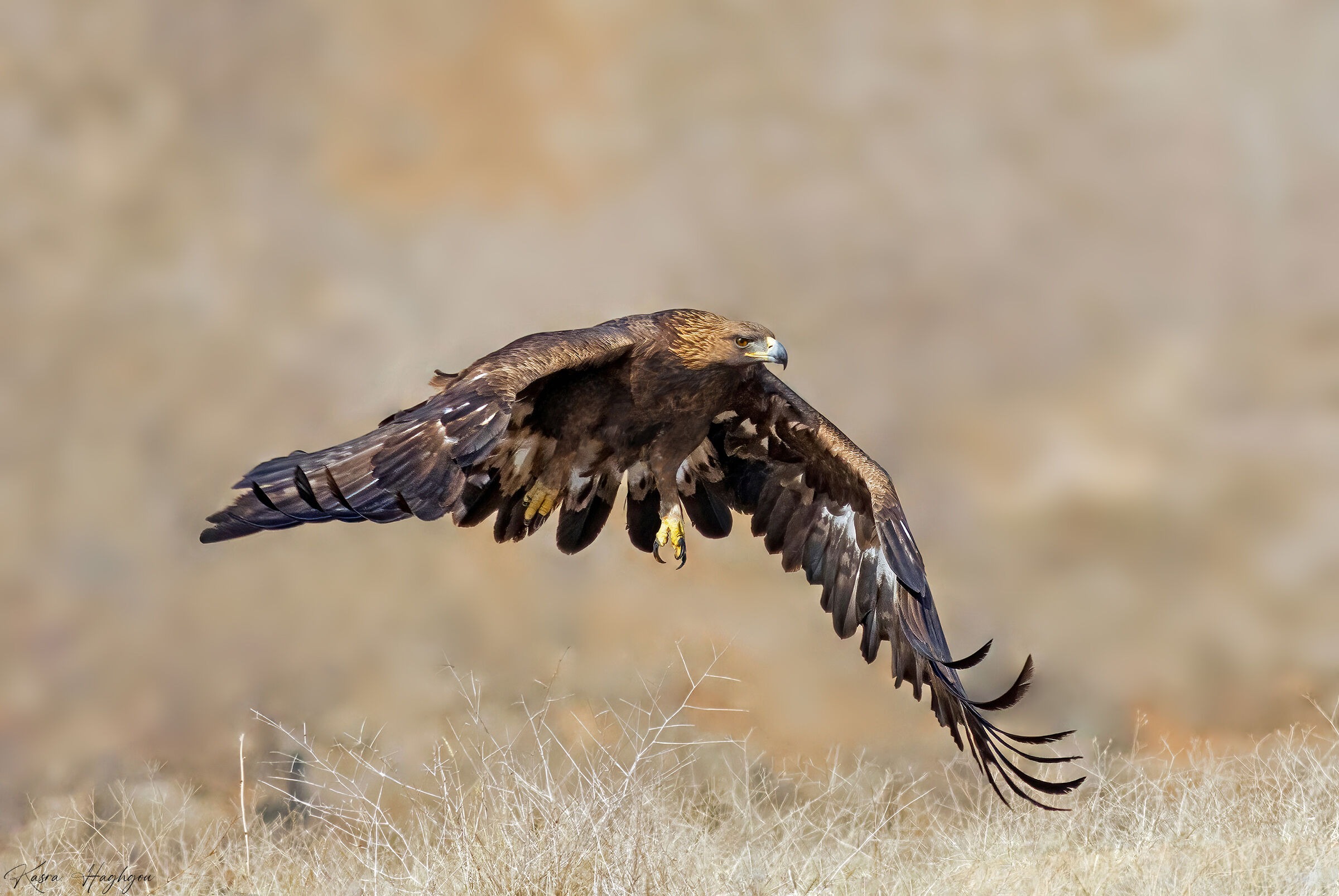Golden eagle