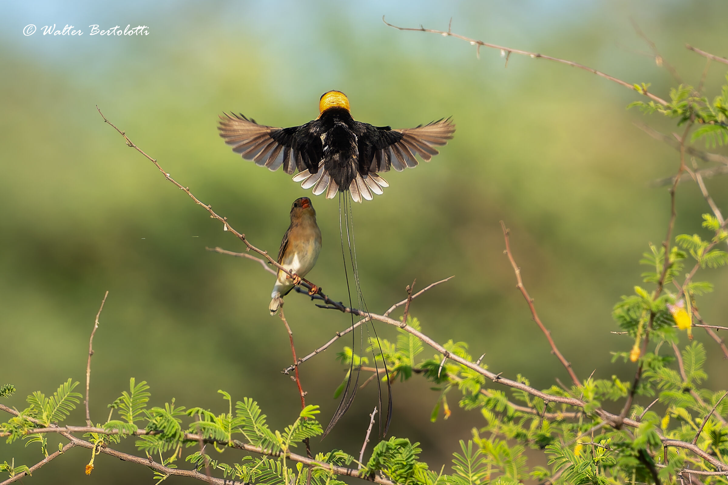The courtship dance