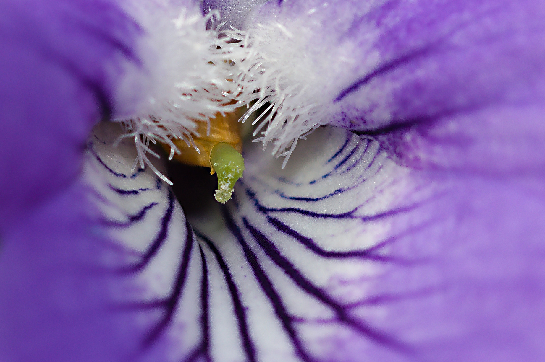 Bocca di Violetta...