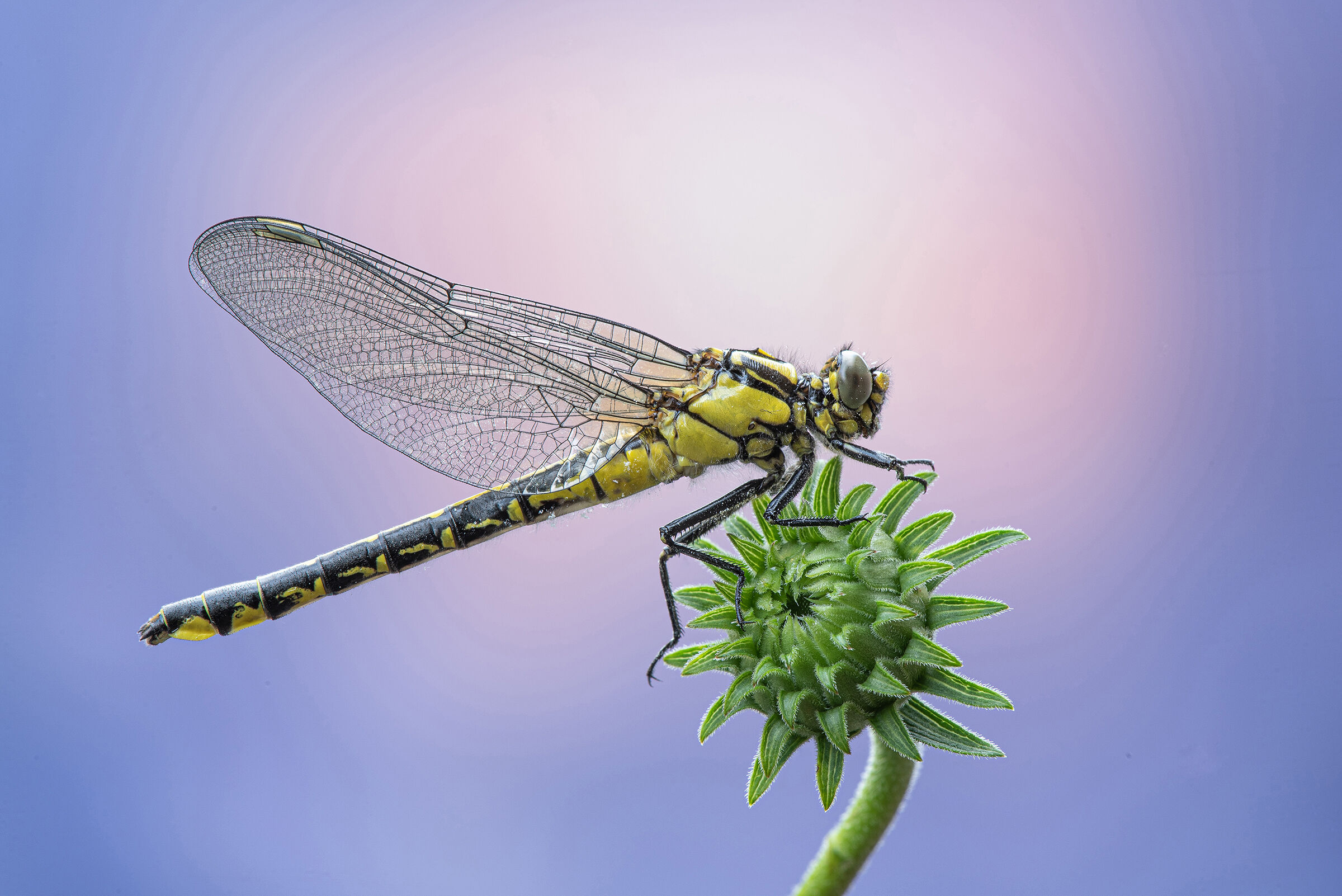 Quadrimaculata