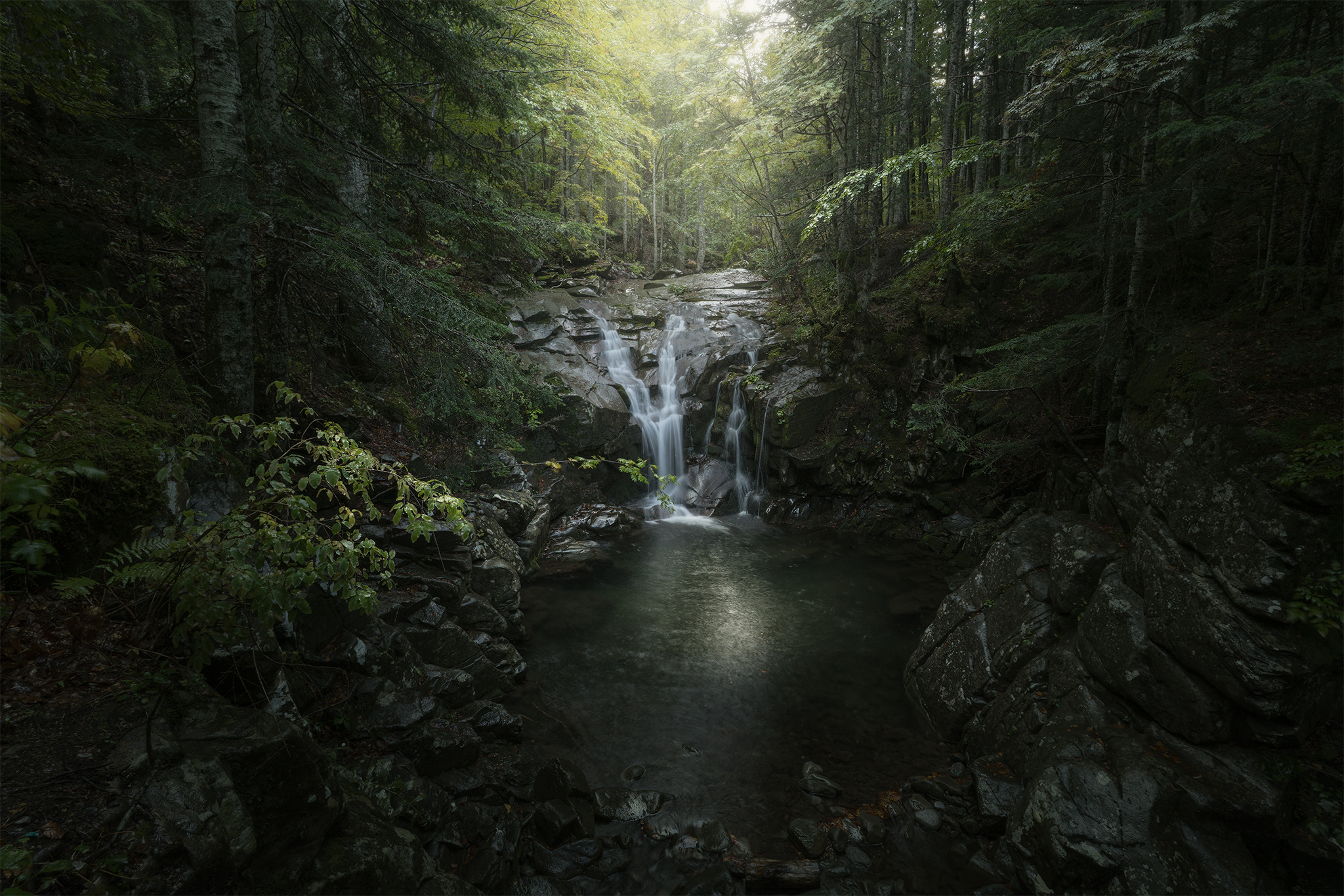 Misty Rainforest