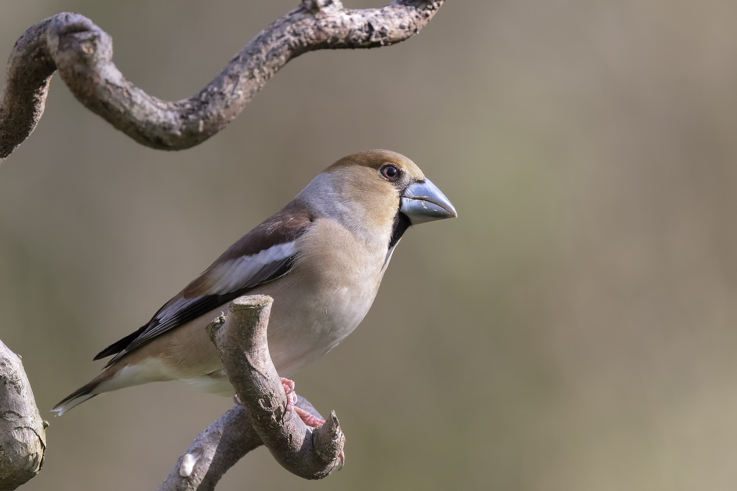 Hawfinch (f)